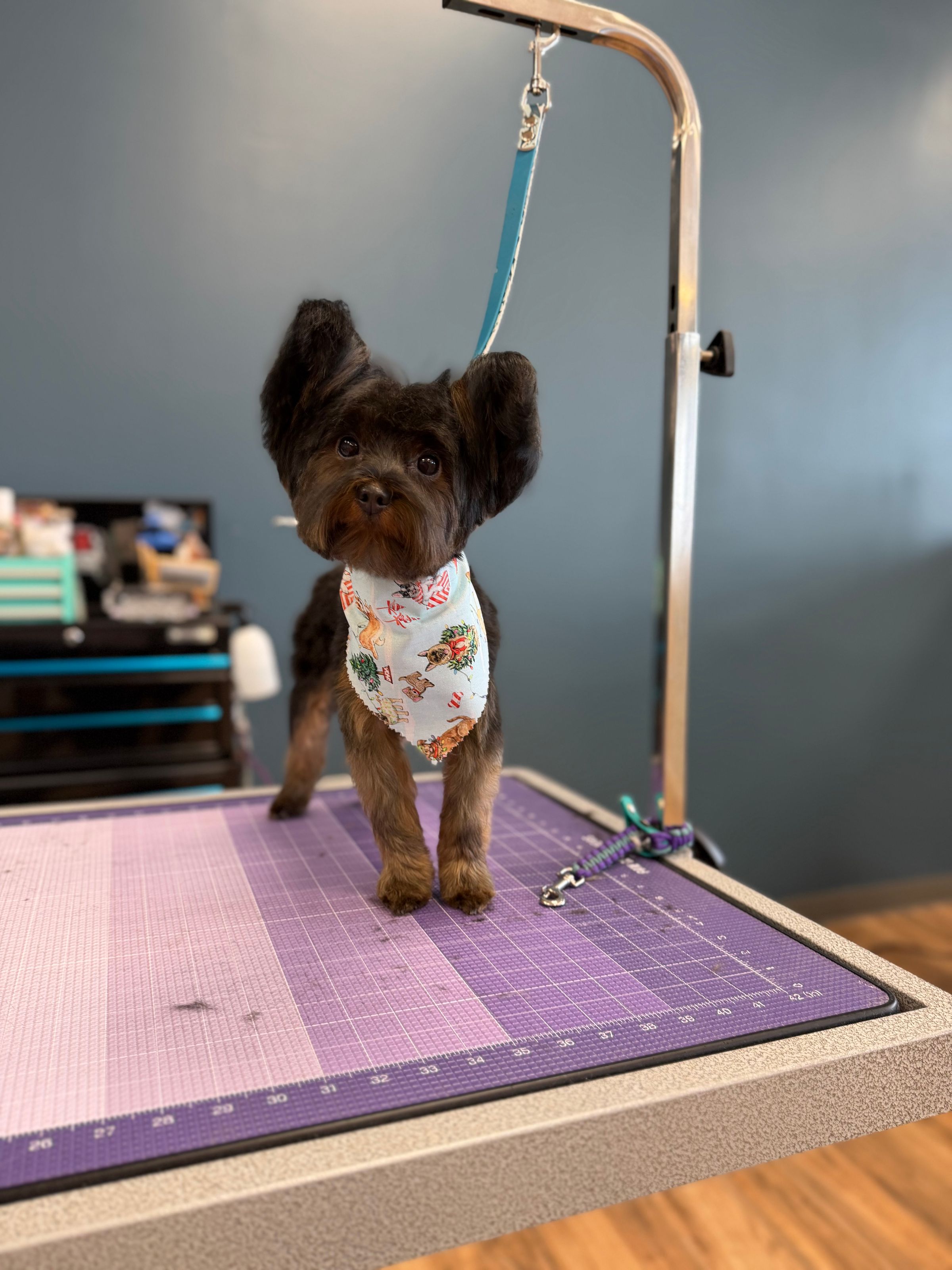 Paws & Relax's image