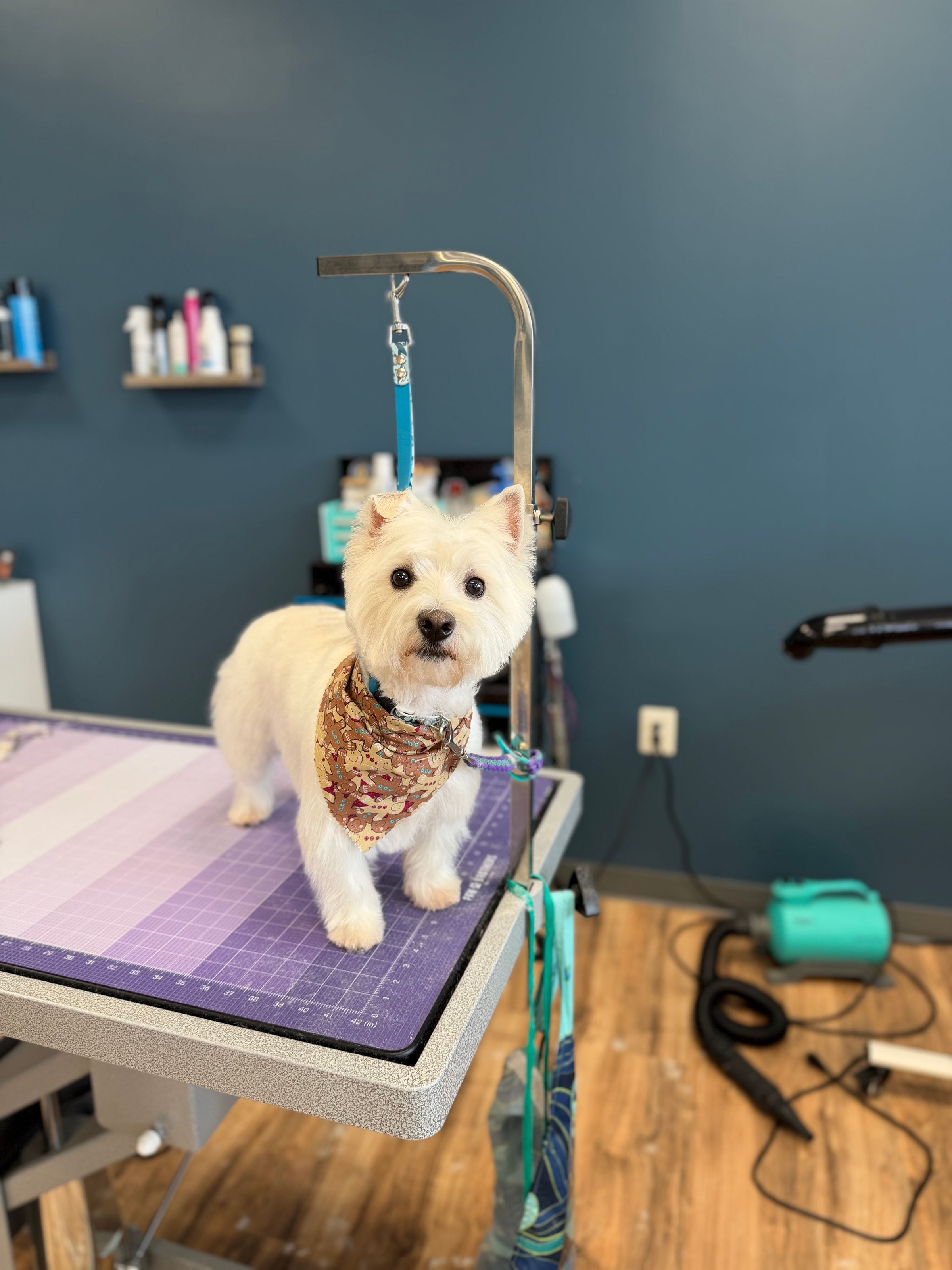 Paws & Relax's image