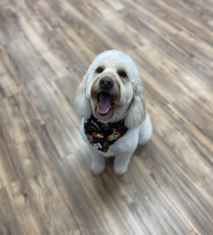 - April B. with Kash & Bandit - avatar