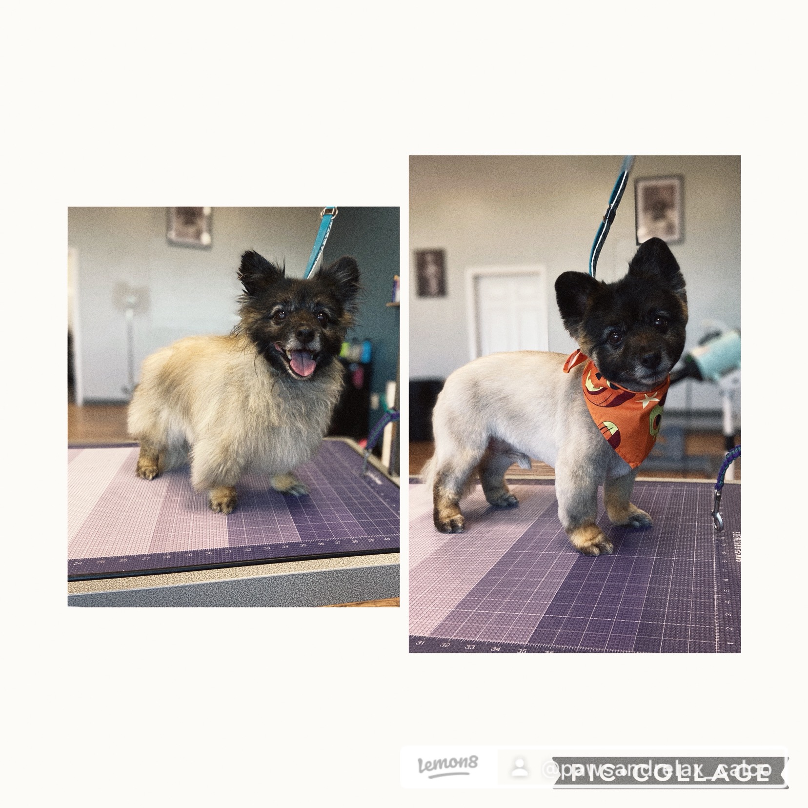 Paws & Relax's image