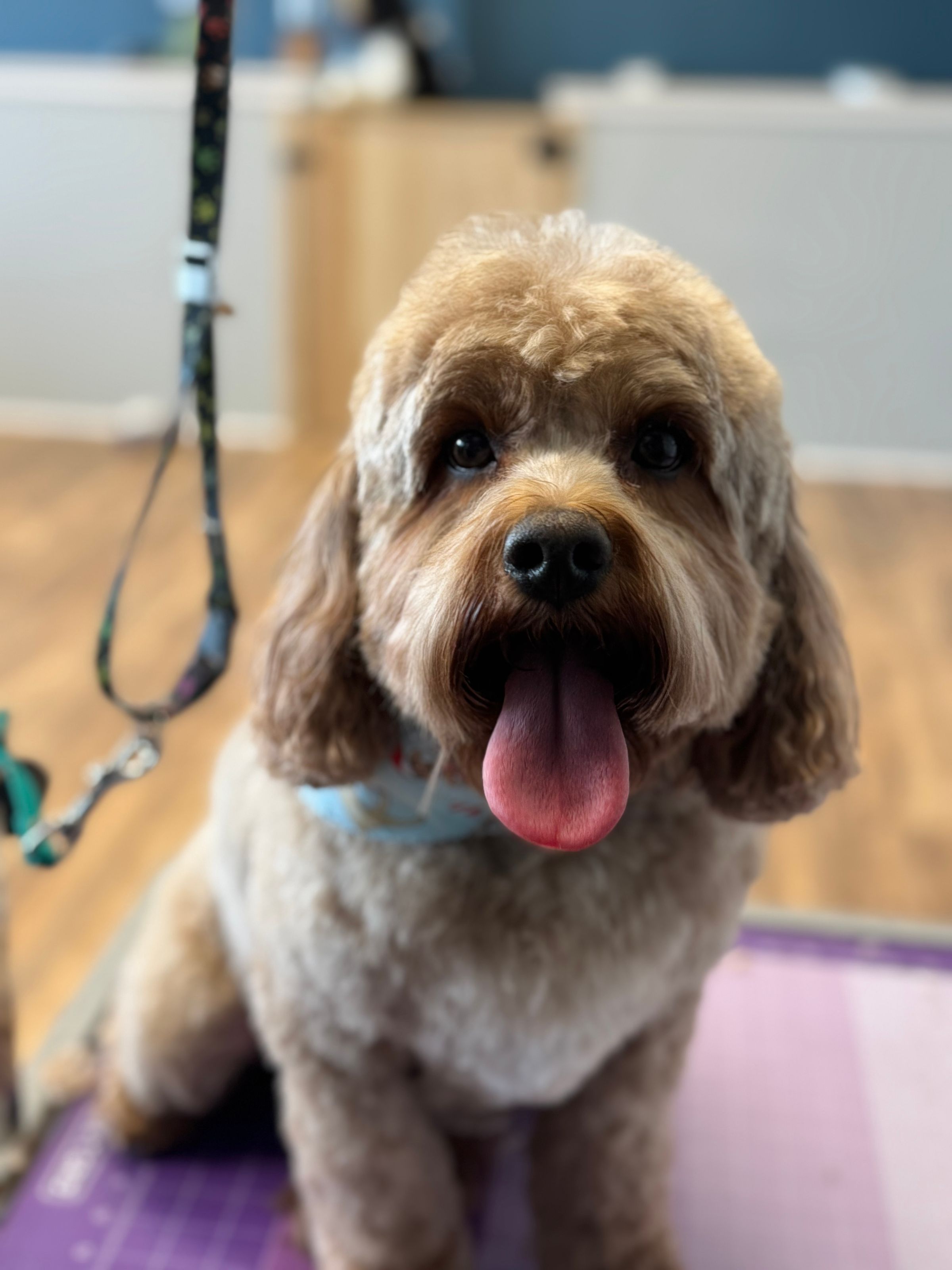 Paws & Relax's image