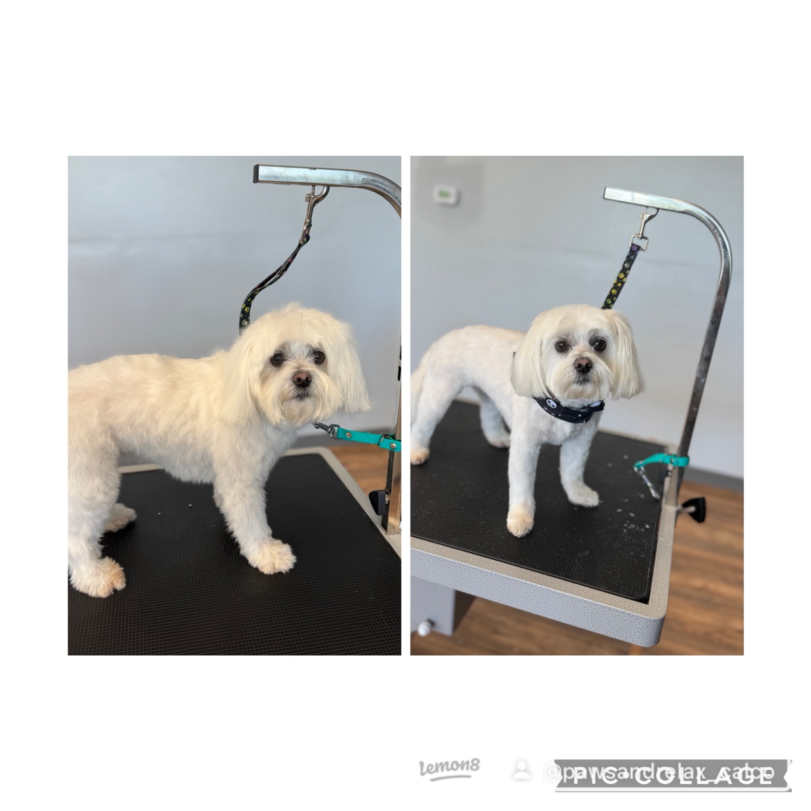 Paws & Relax's image