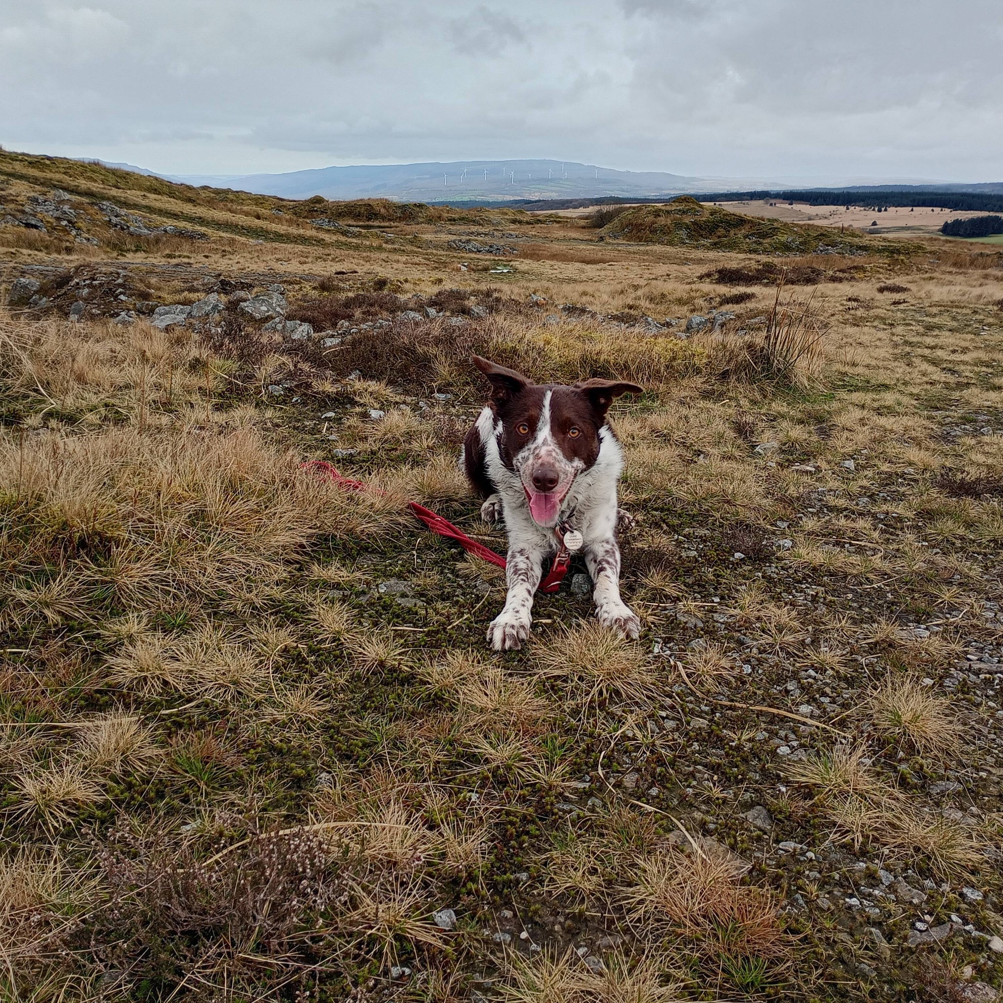 Roaming Paws RCT's image