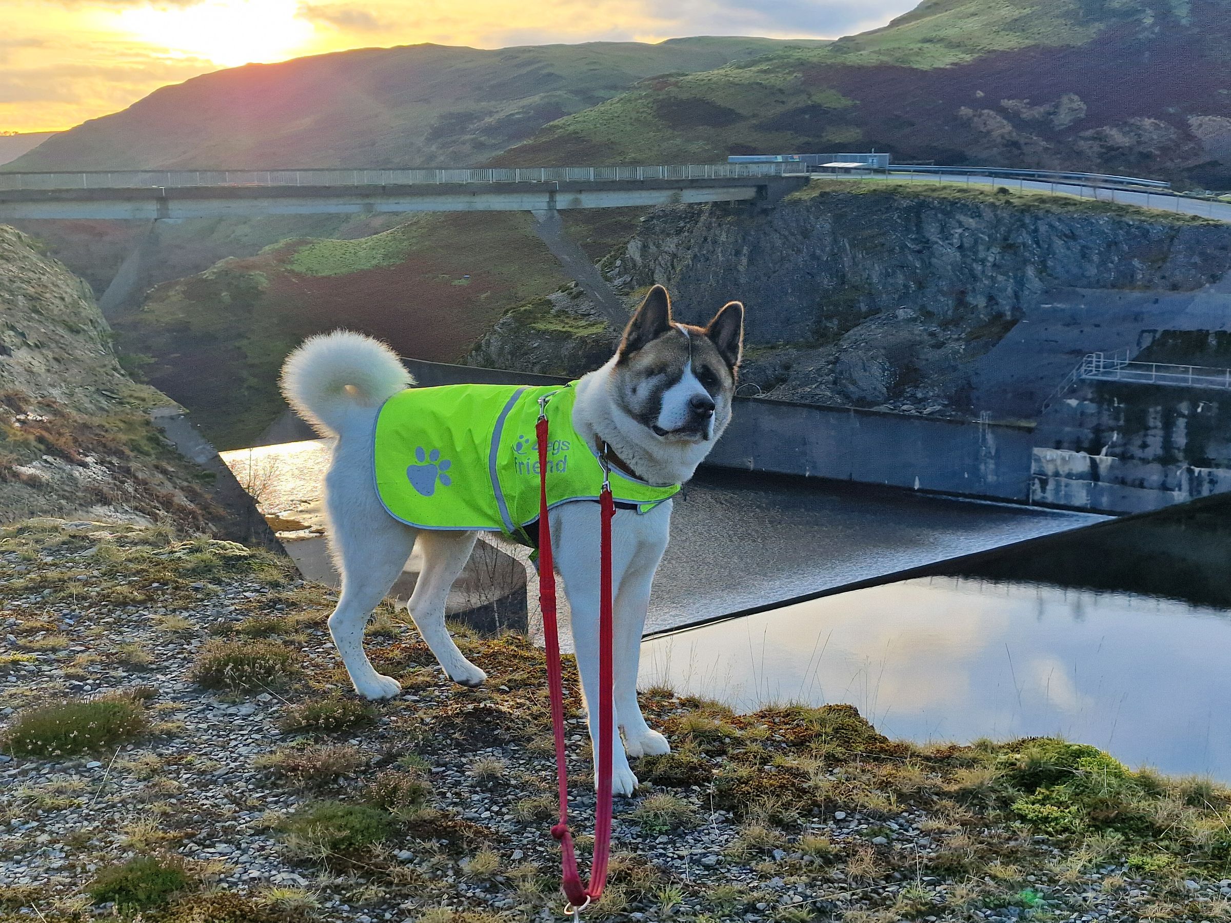 Roaming Paws RCT's image