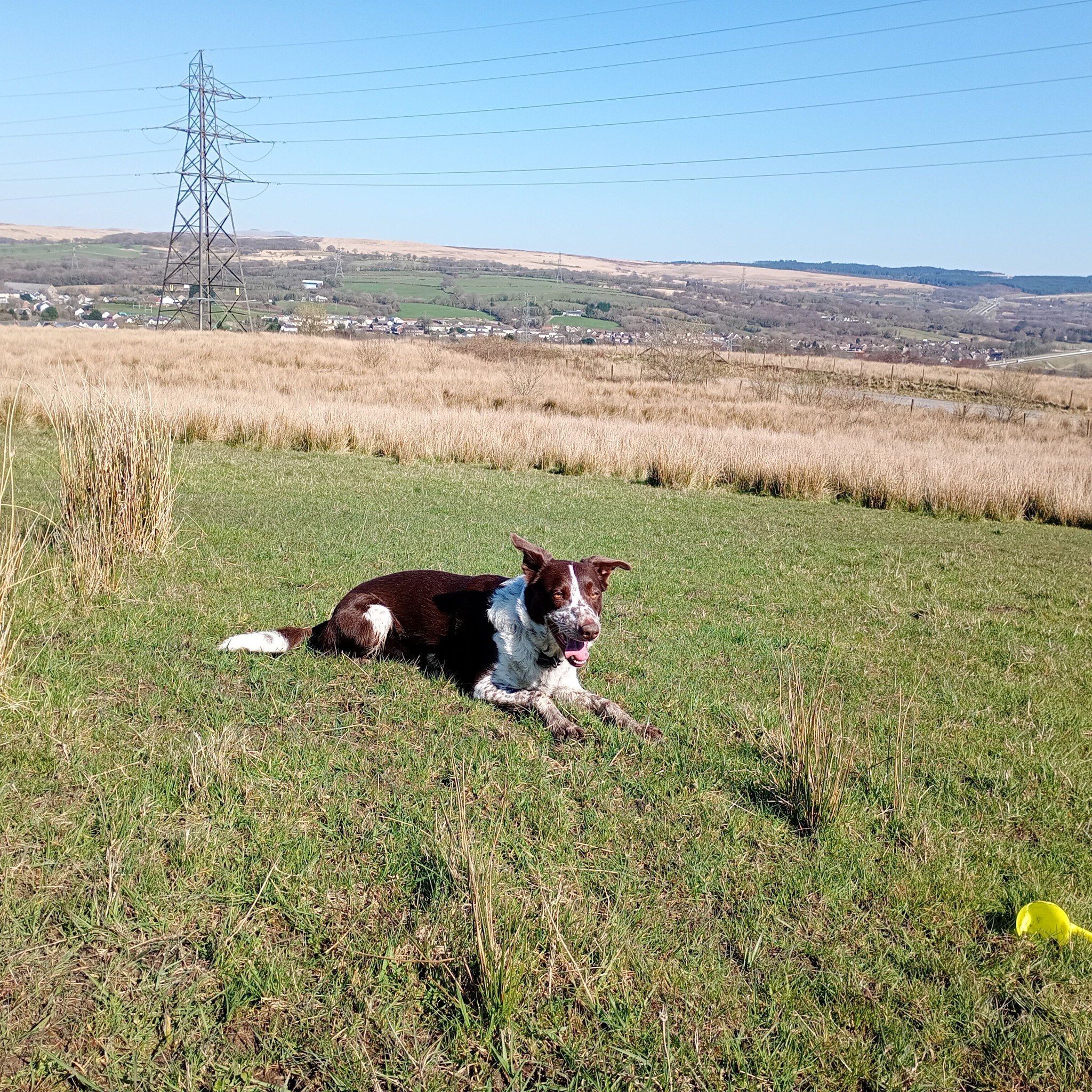 Roaming Paws RCT's image