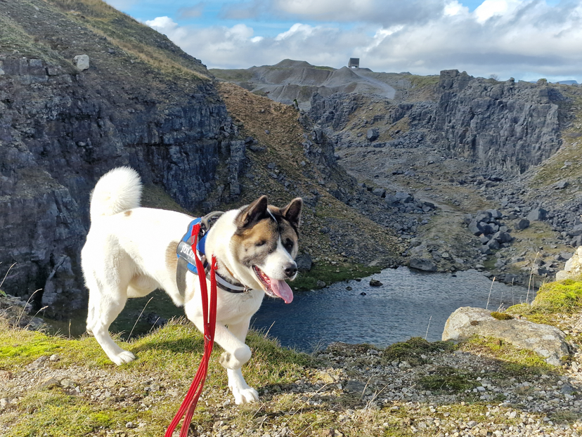 Roaming Paws RCT's image