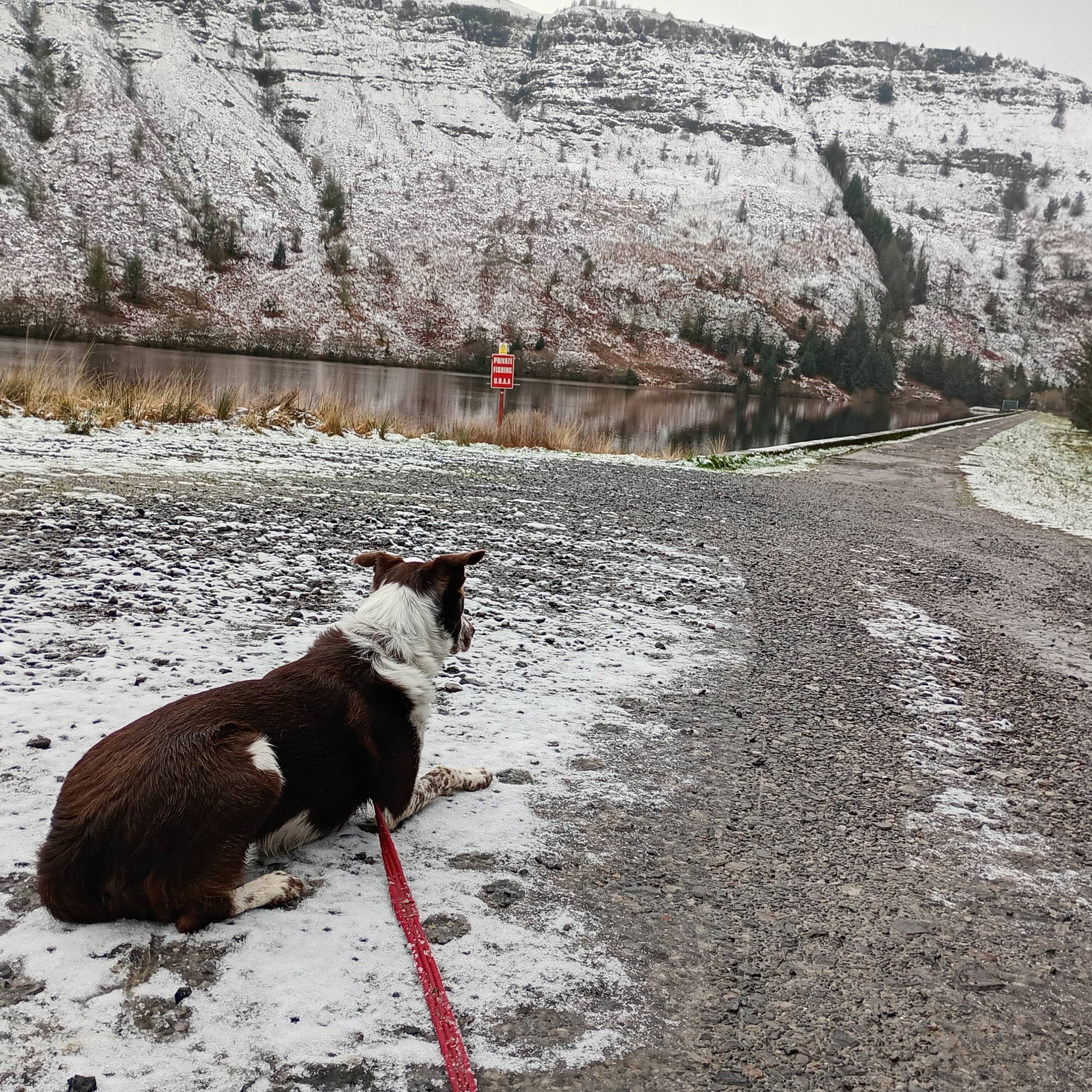 Roaming Paws RCT's image