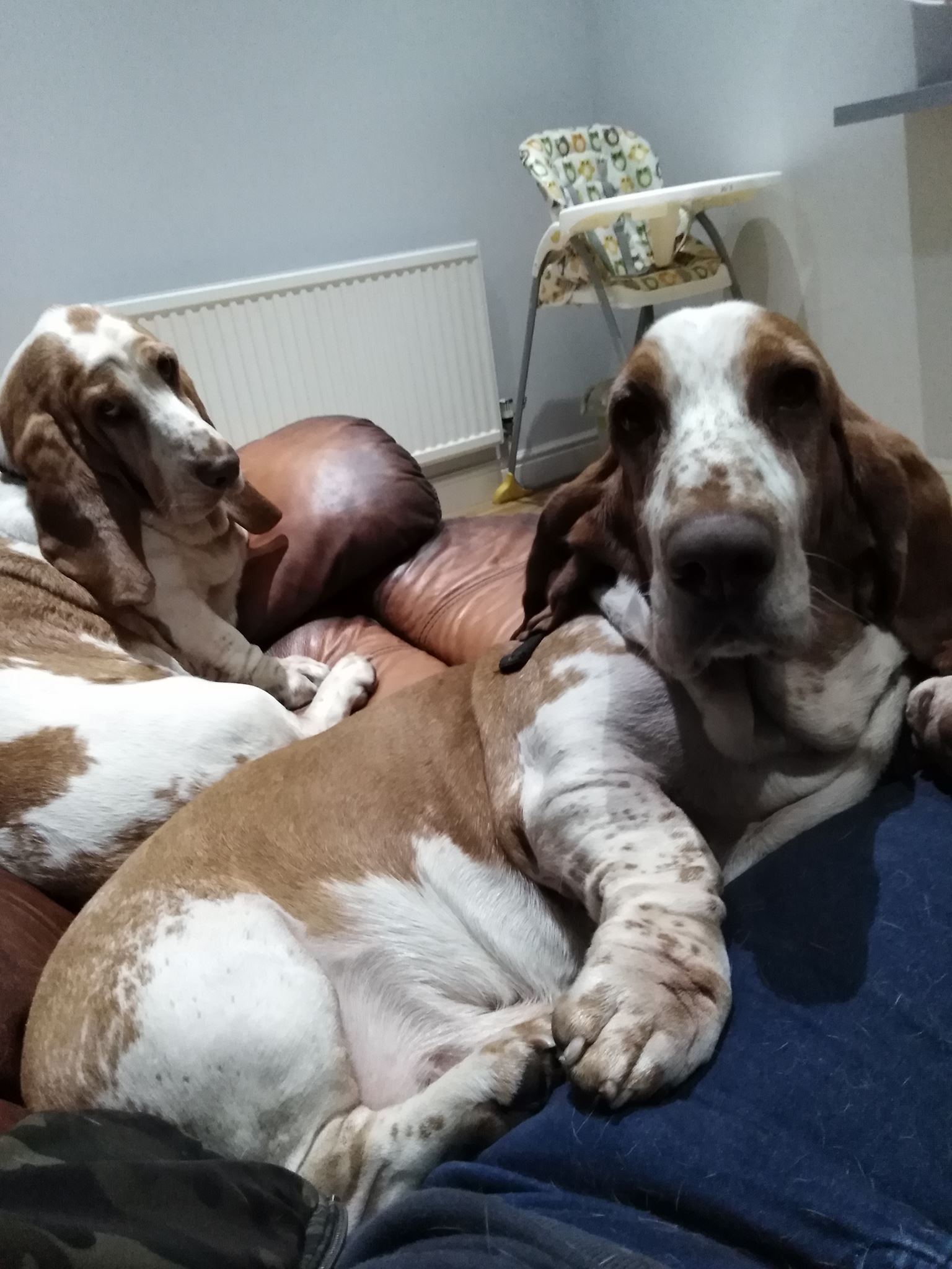 Roaming Paws RCT's image