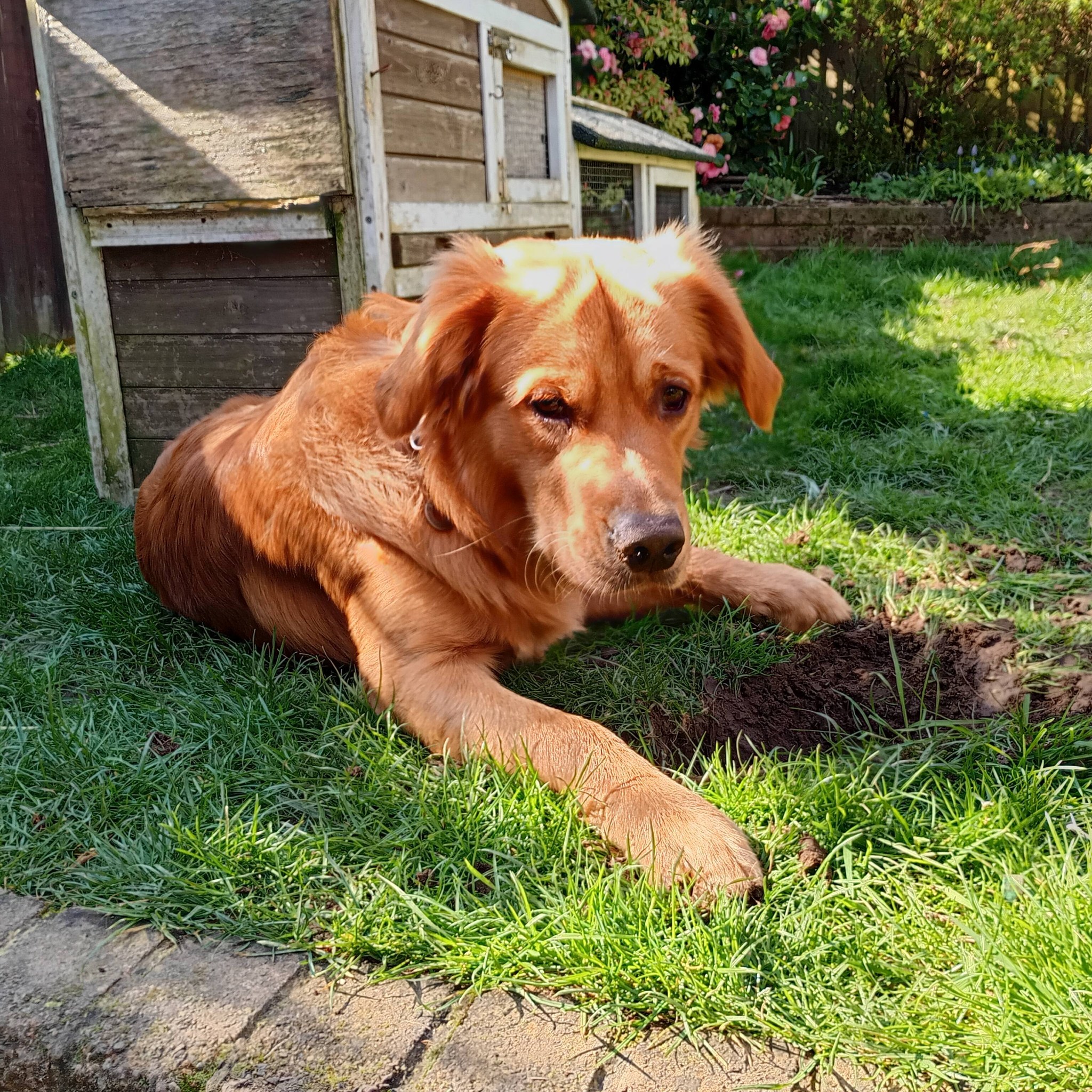 Roaming Paws RCT's image