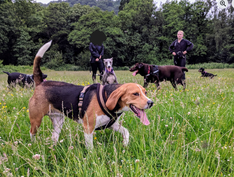 Roaming Paws RCT's image