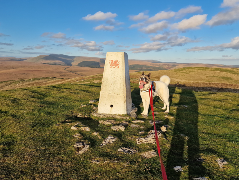 Roaming Paws RCT's image