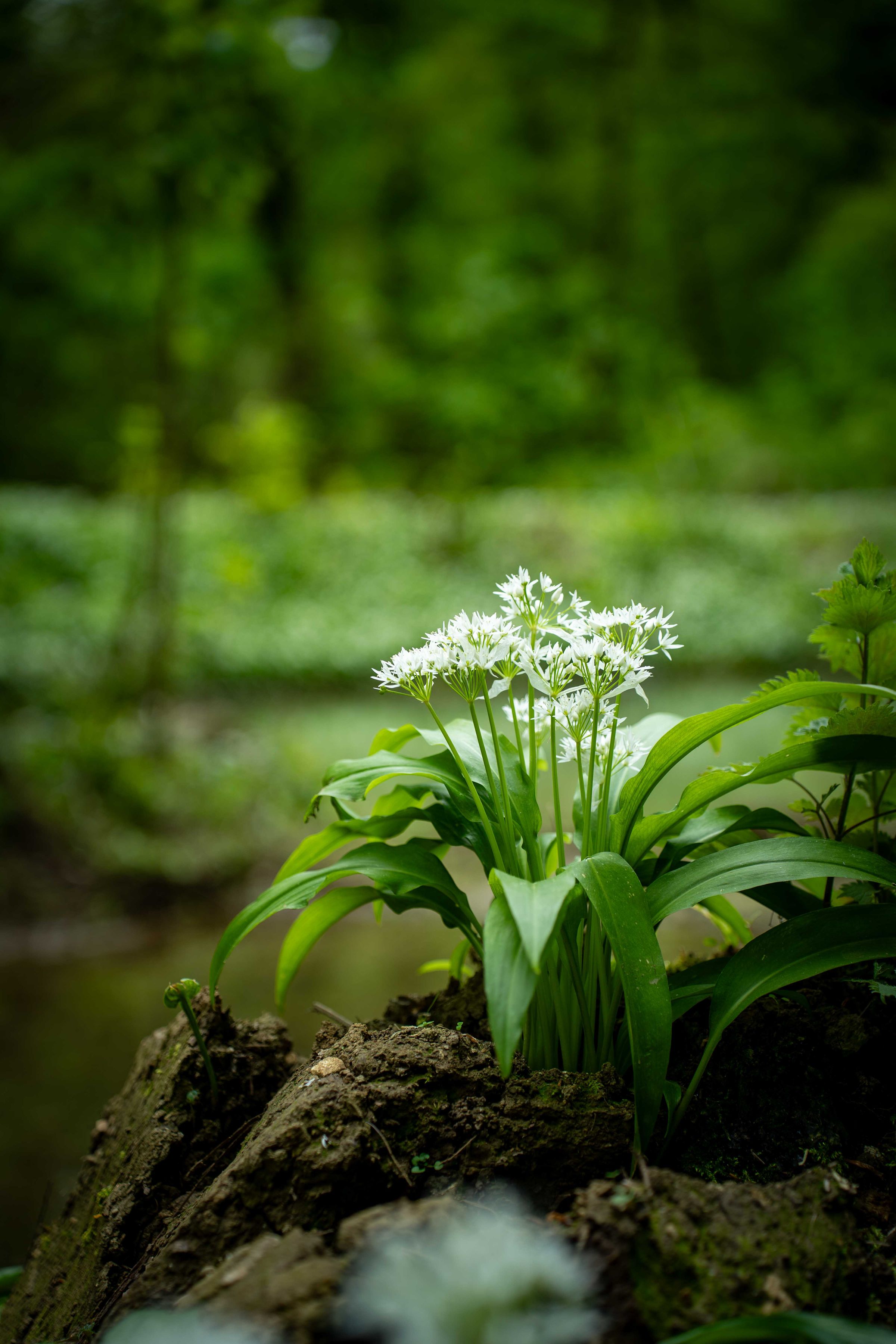 Frühlingsblume