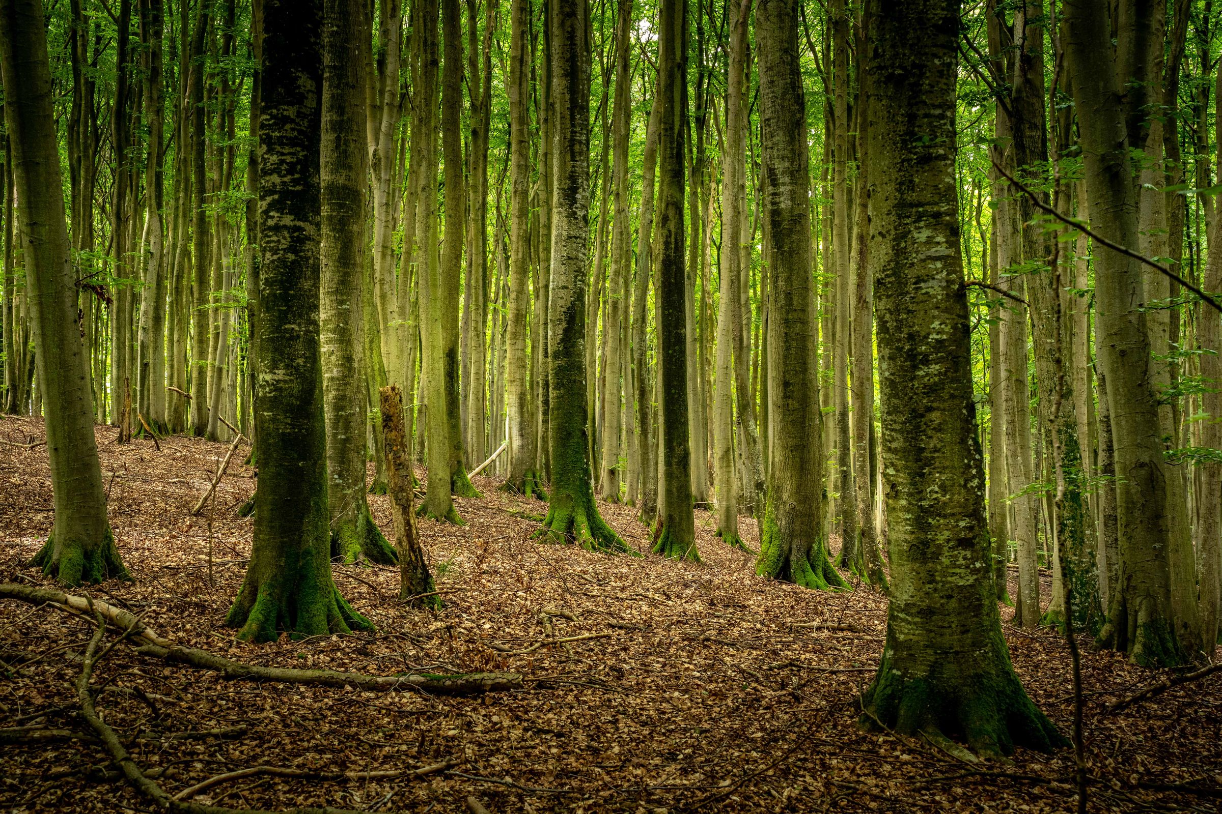 Christoph Witzemann 's image