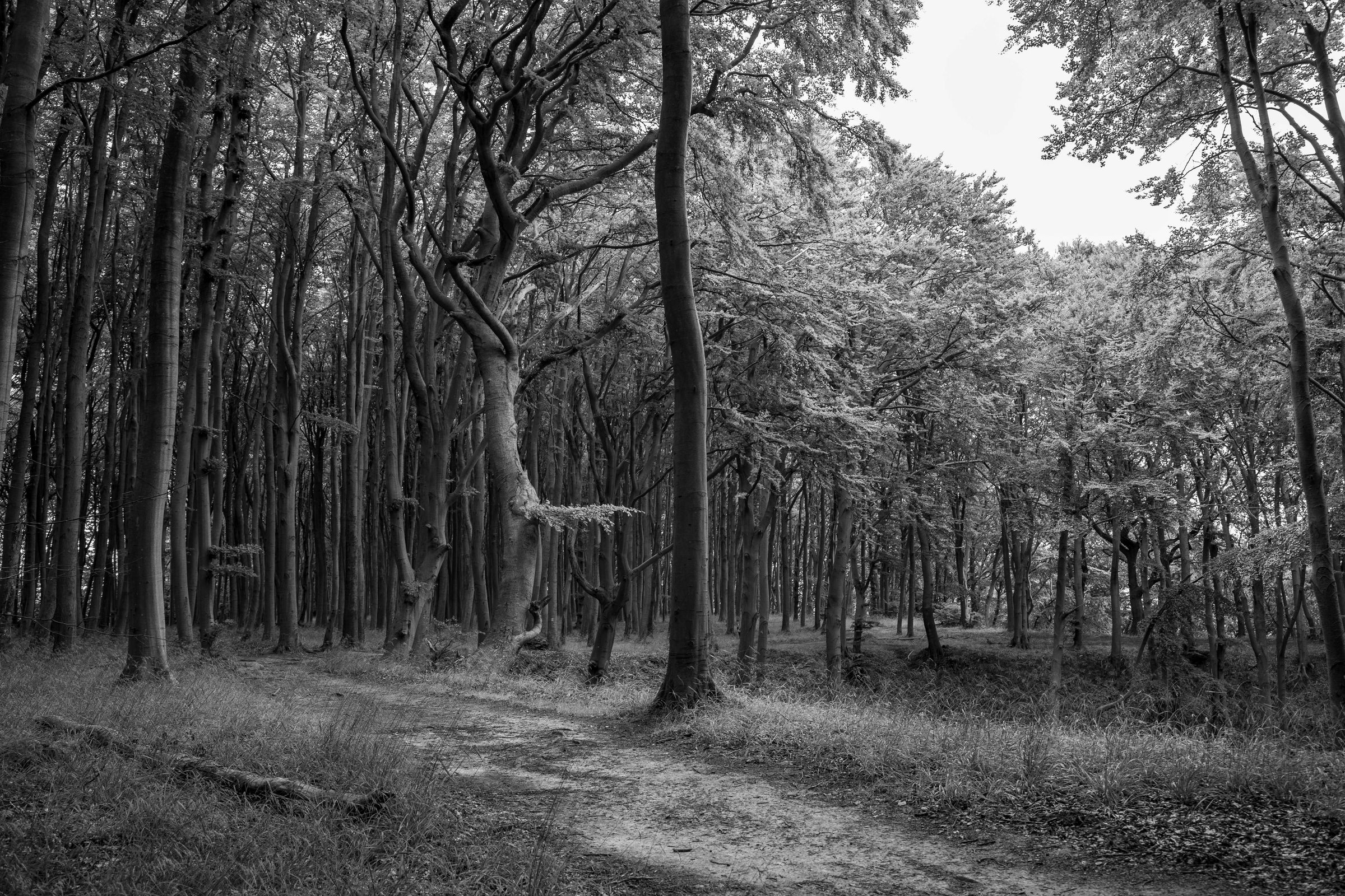 Buchenwald Schwarz / Weiss
