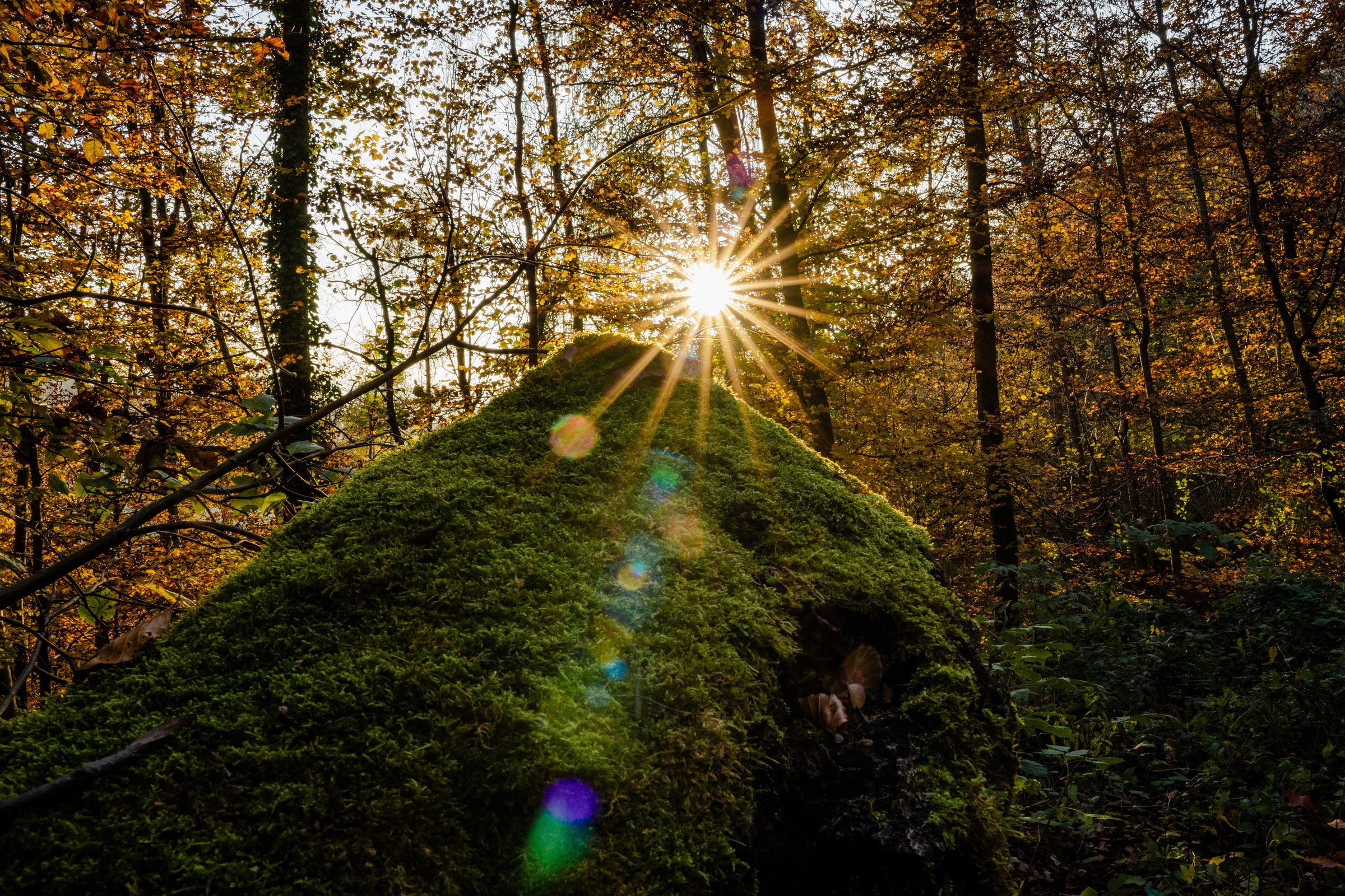 Wald mit Sonnenstern