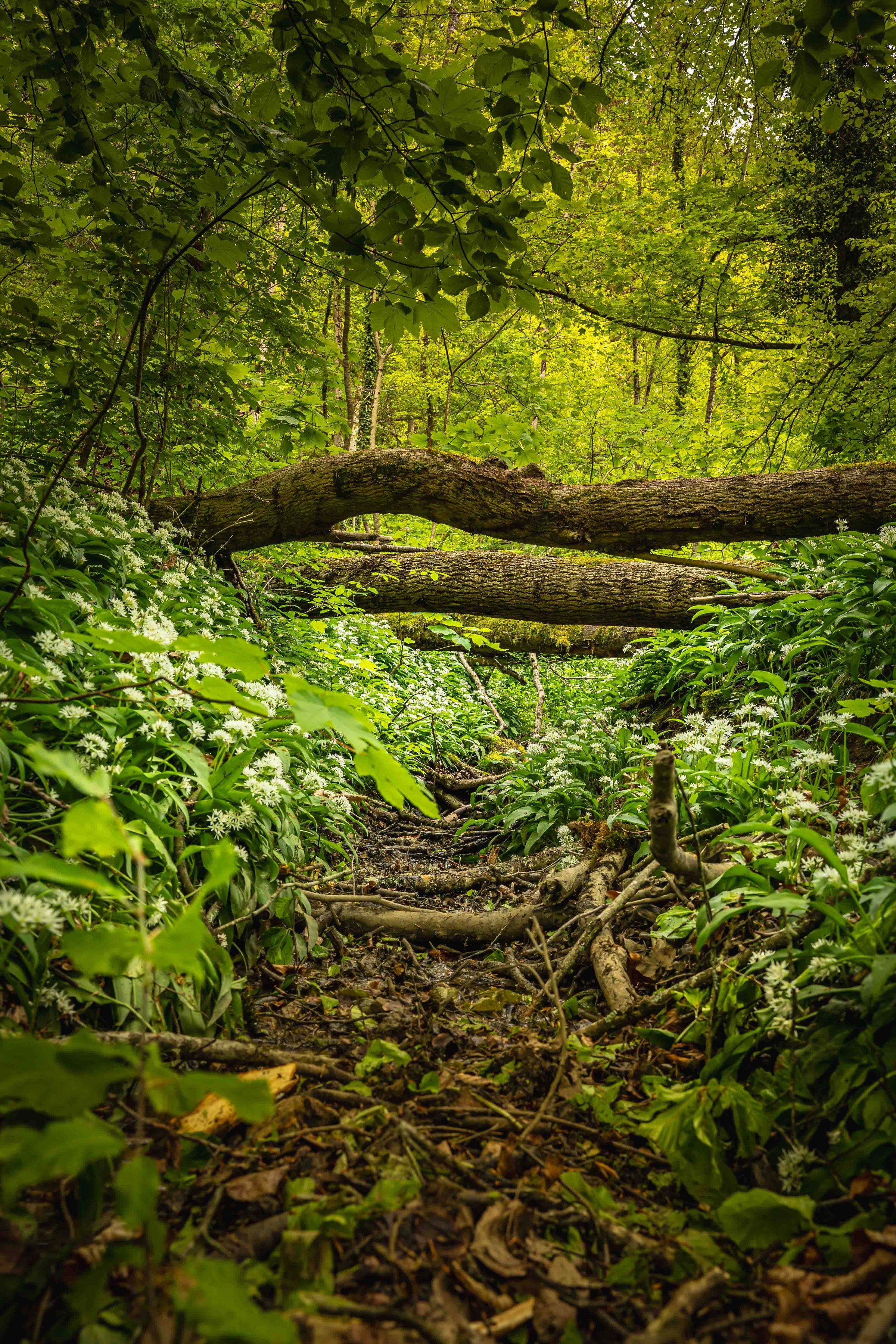 Wald im frühling, Bärlauchblüte