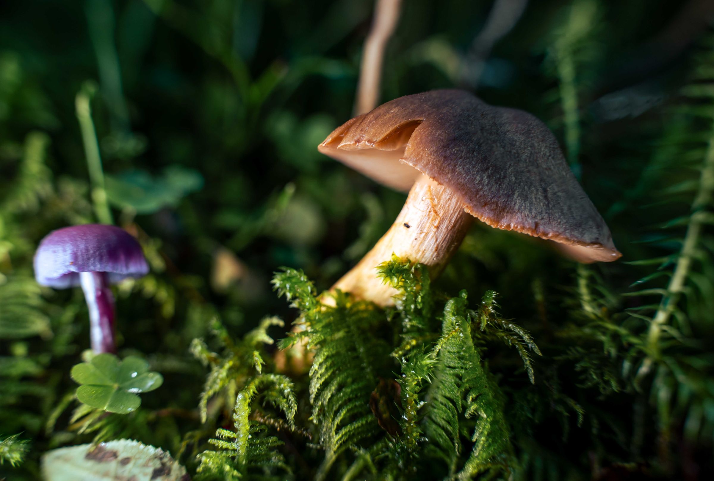 Pilz im Kunstlicht