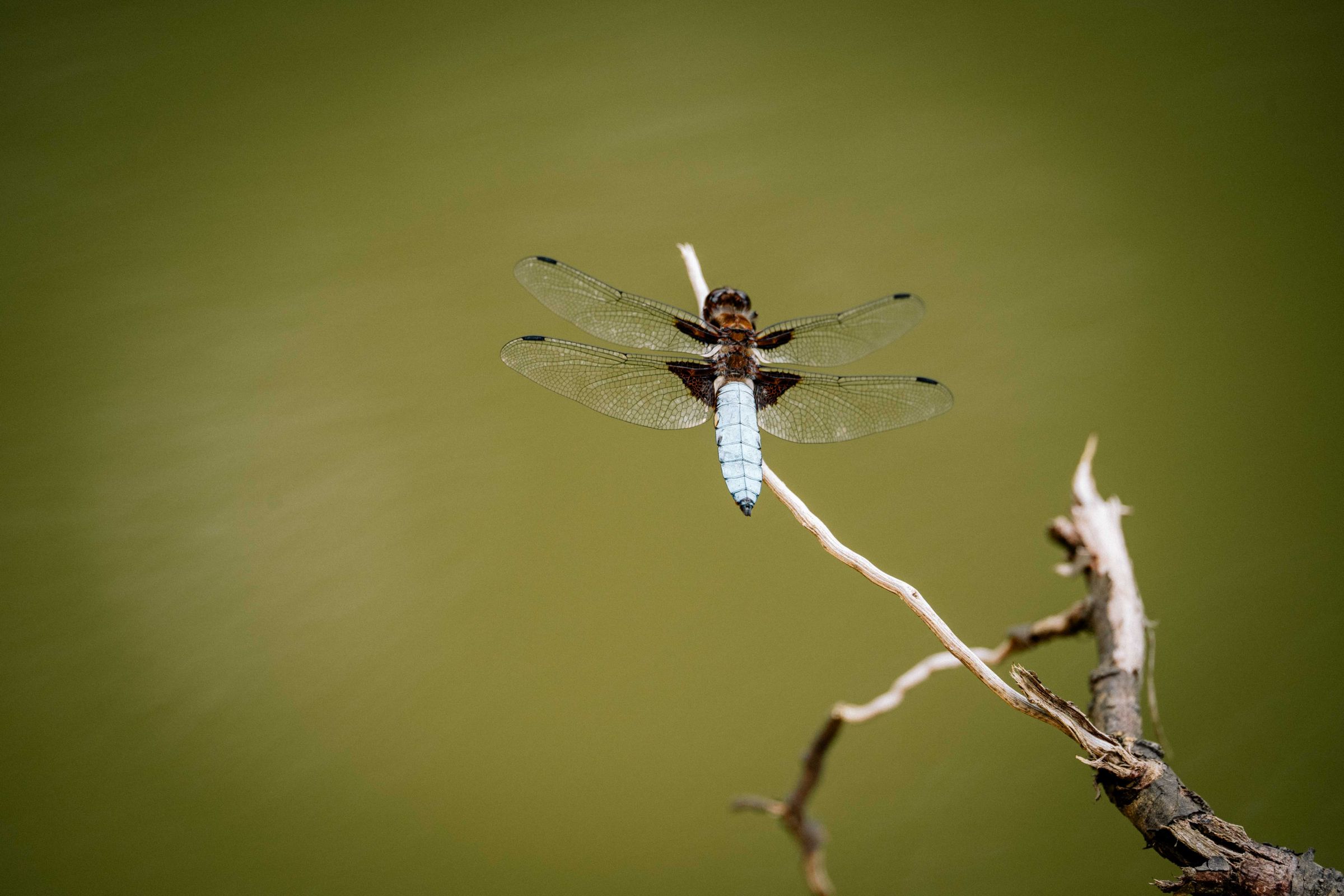Libelle auf Ast