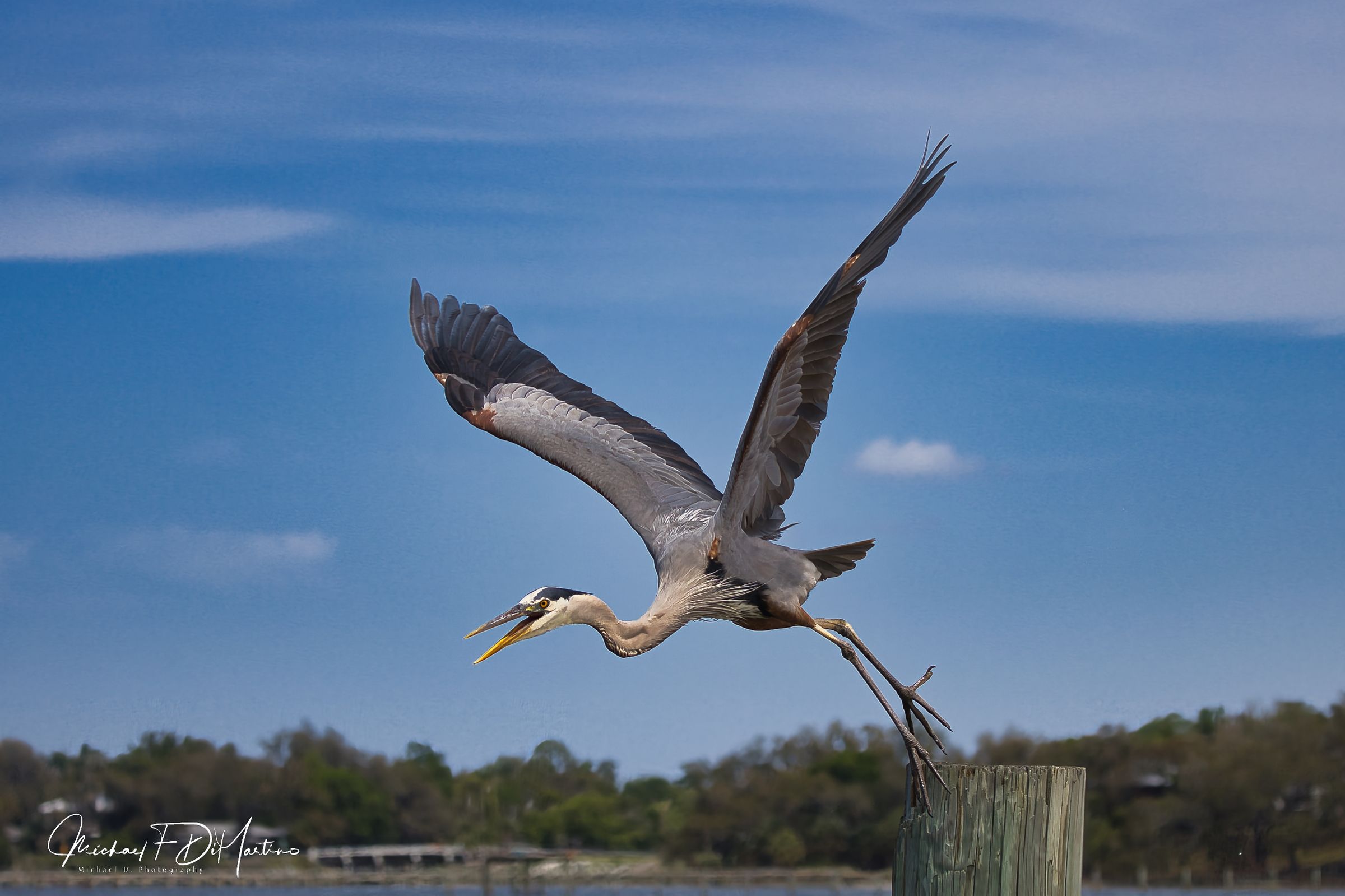 "Great Blue Heron"