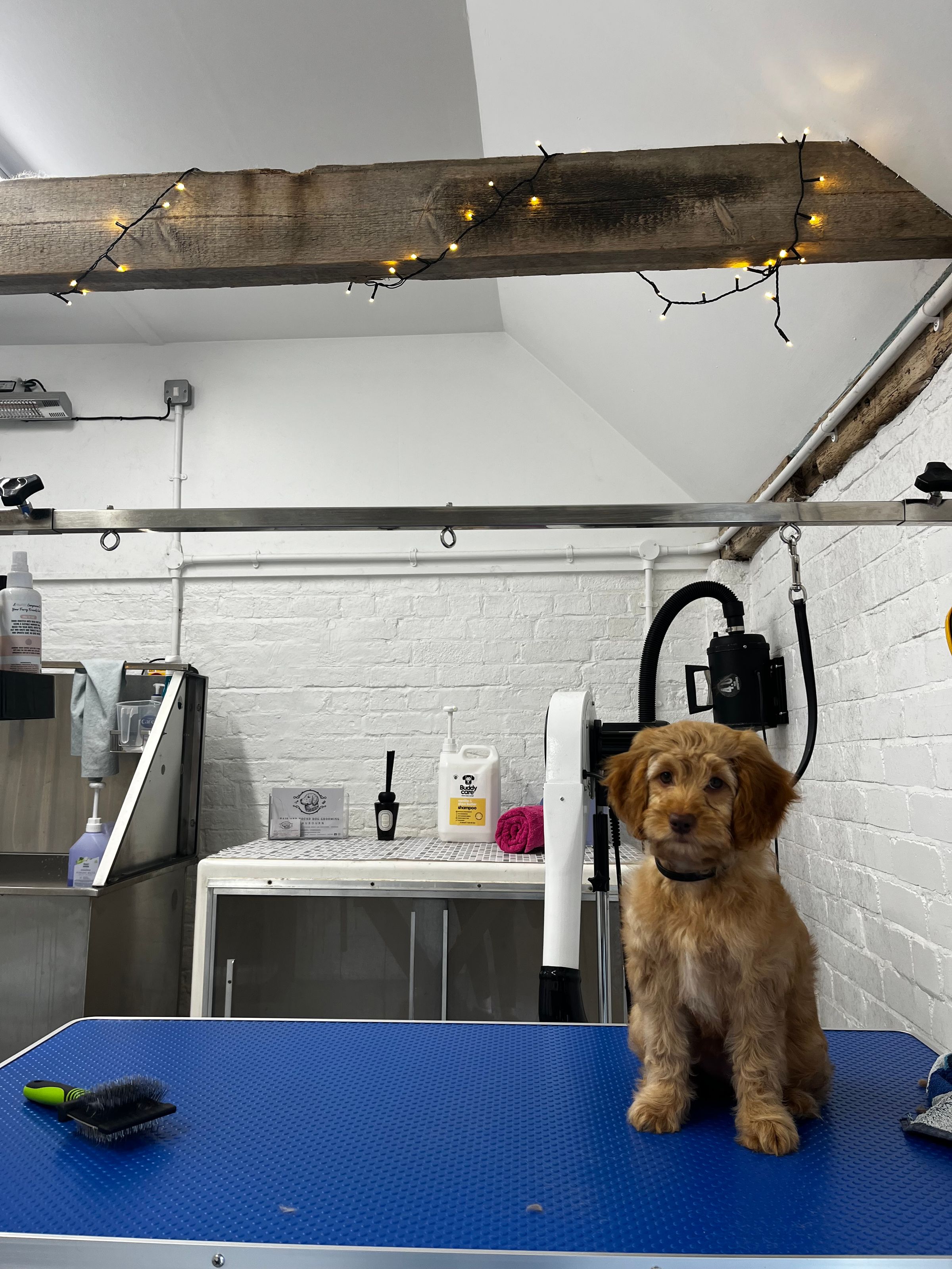 Hair and Hound Dog Grooming's image