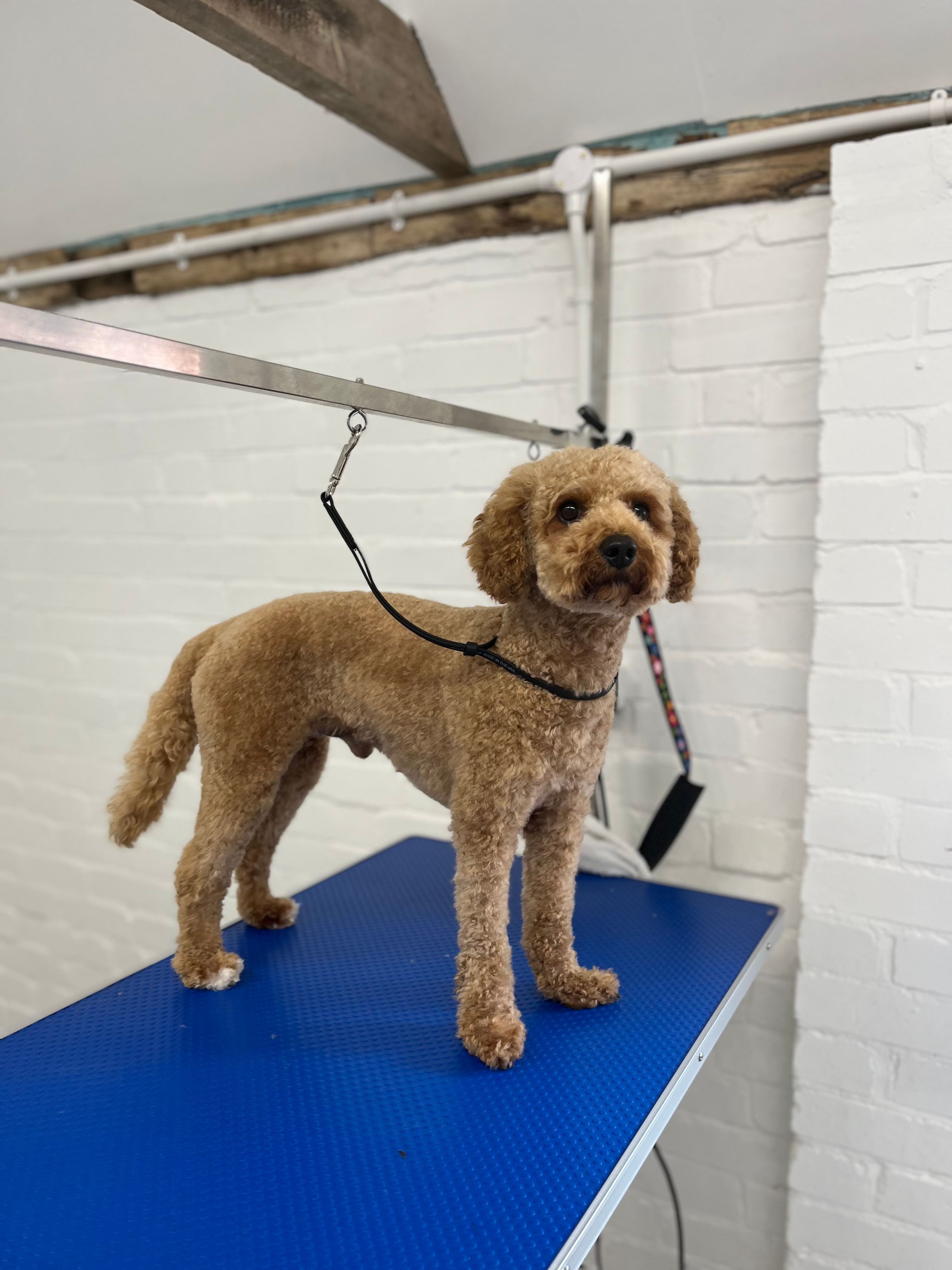 Hair and Hound Dog Grooming's image
