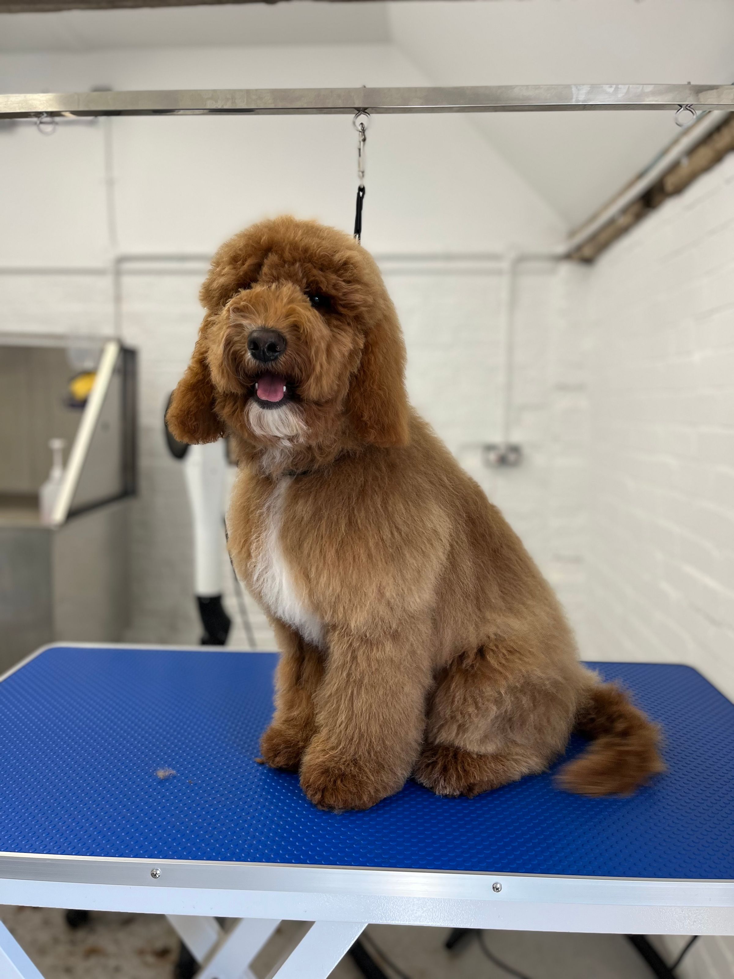 Hair and Hound Dog Grooming's image