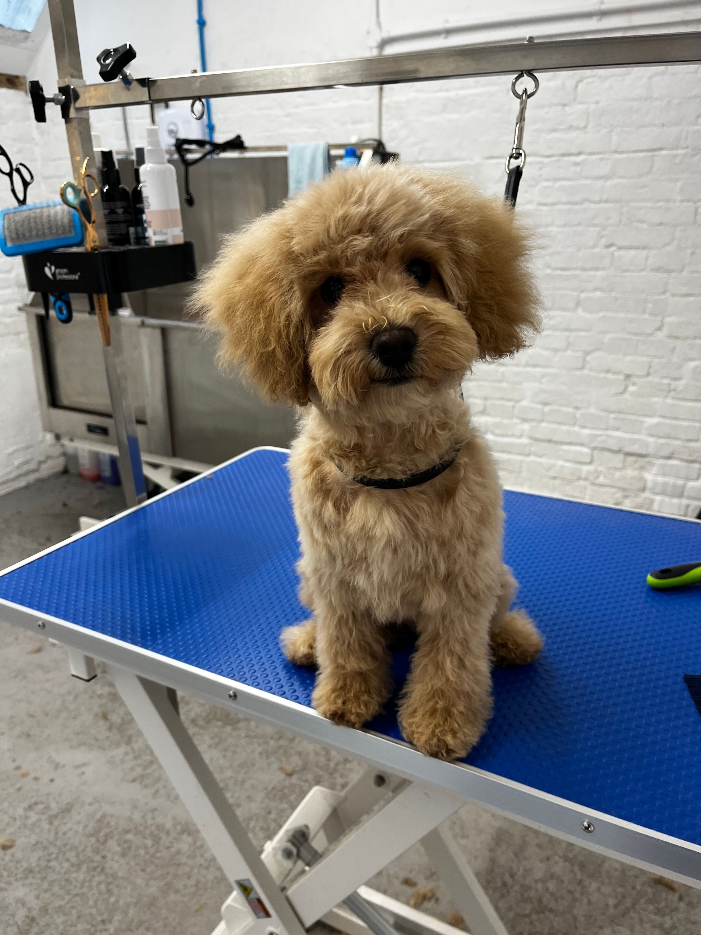 Hair and Hound Dog Grooming's image