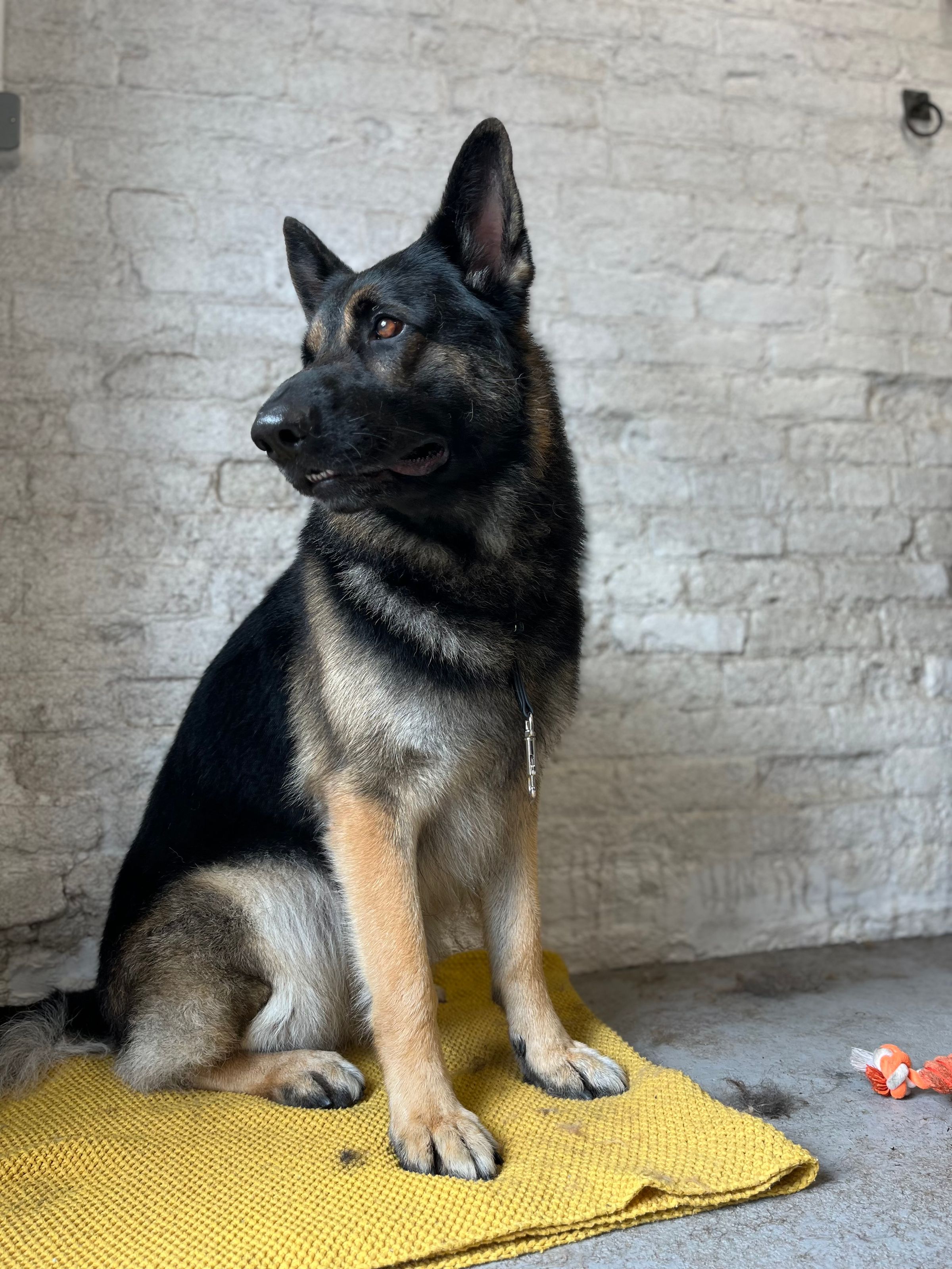 Hair and Hound Dog Grooming's image