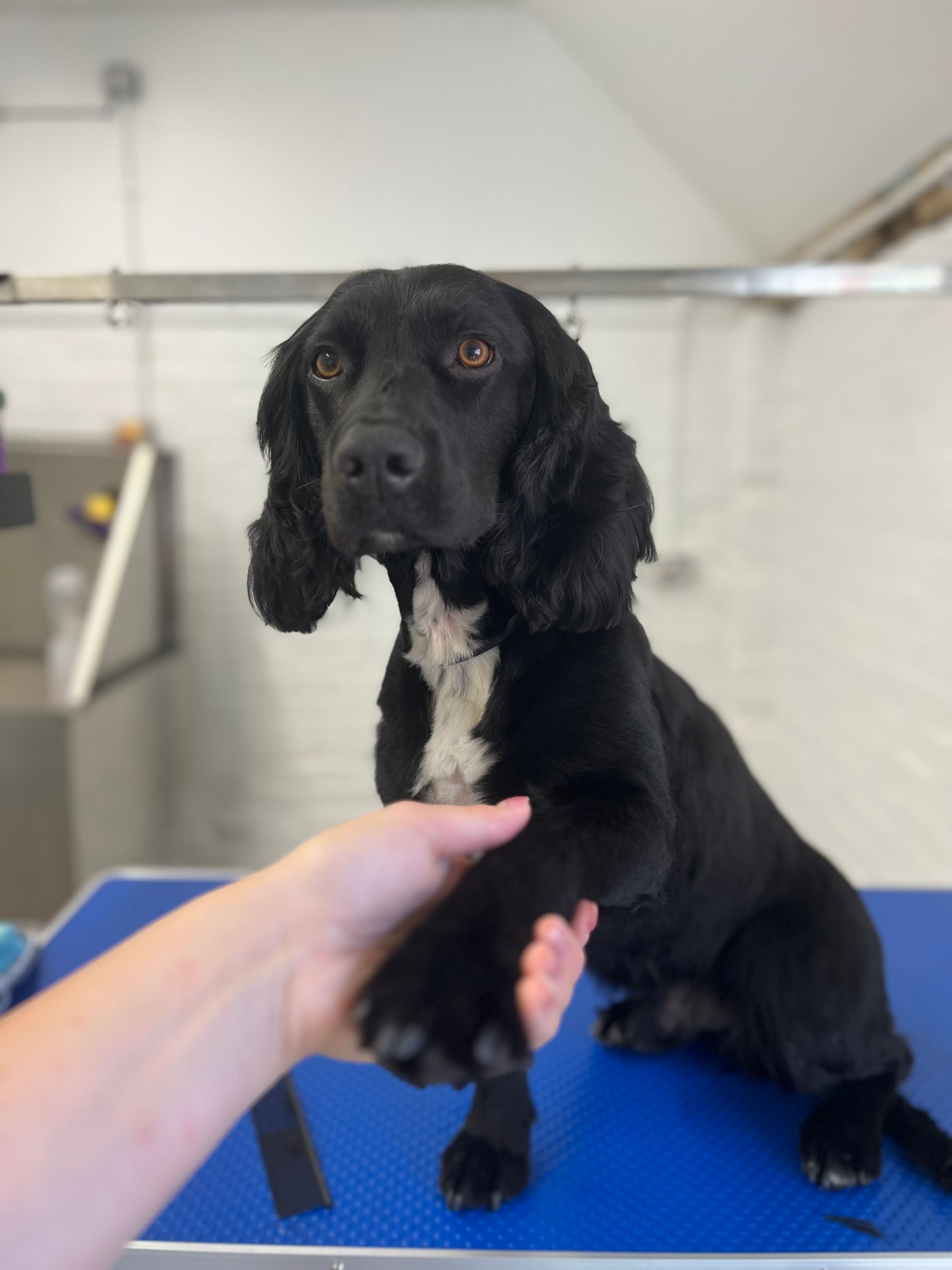 Hair and Hound Dog Grooming's image