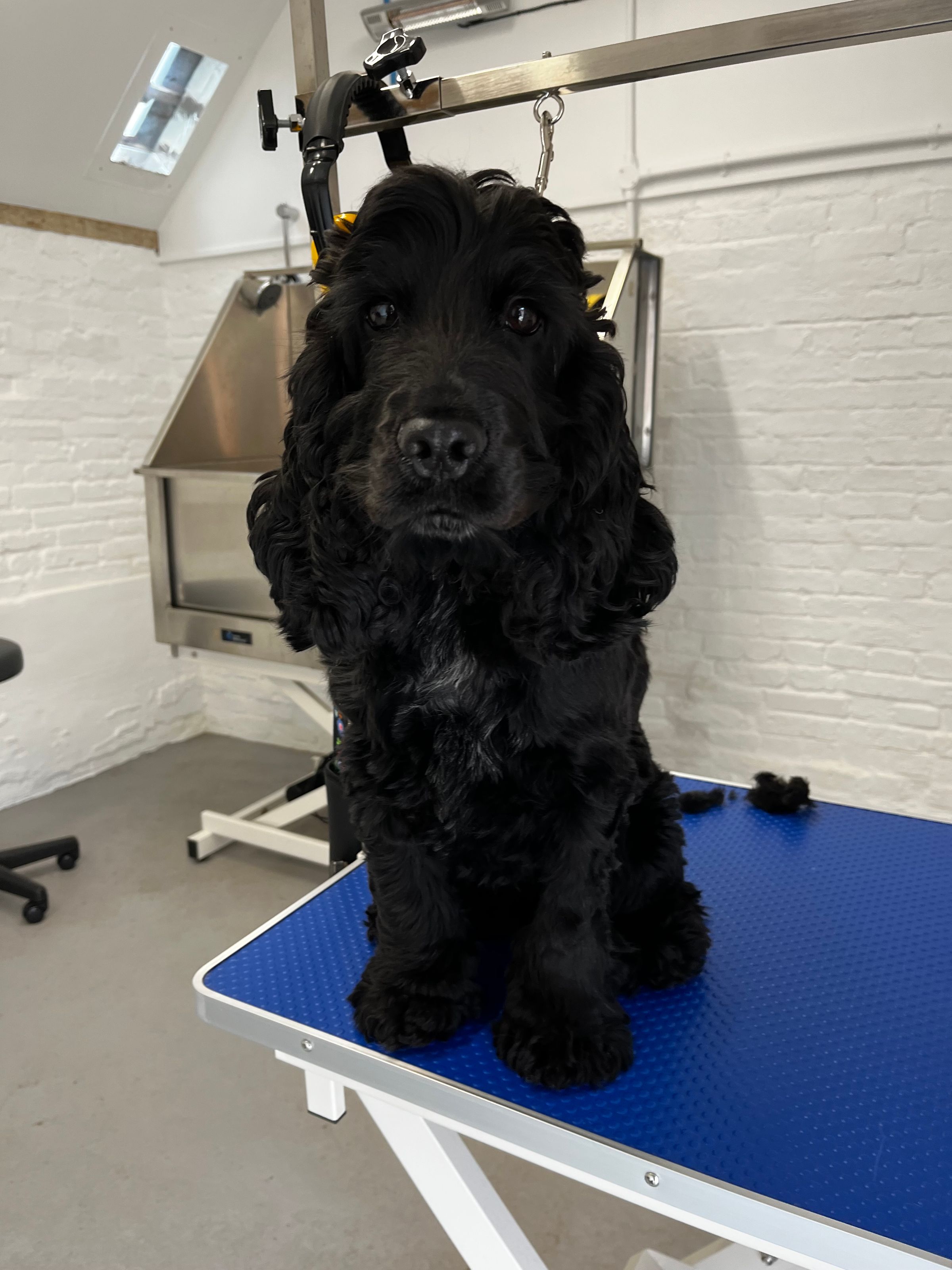 Hair and Hound Dog Grooming's image