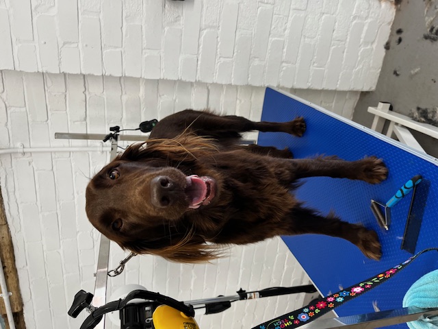 Hair and Hound Dog Grooming's image