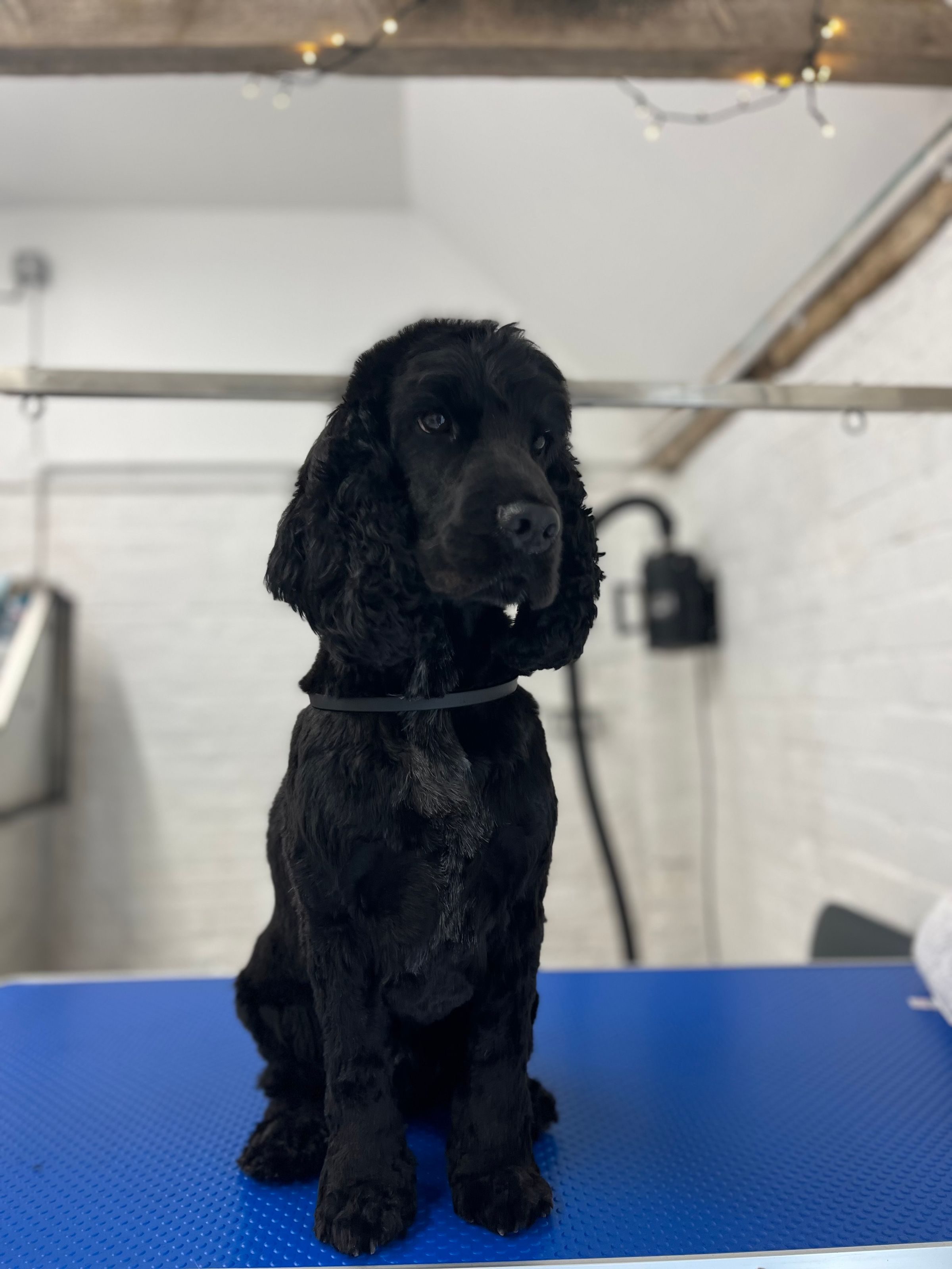 Hair and Hound Dog Grooming's image