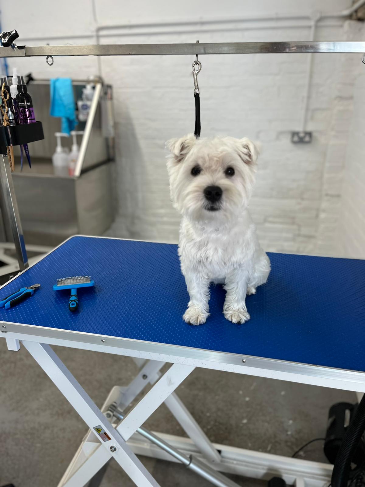 Hair and Hound Dog Grooming's image