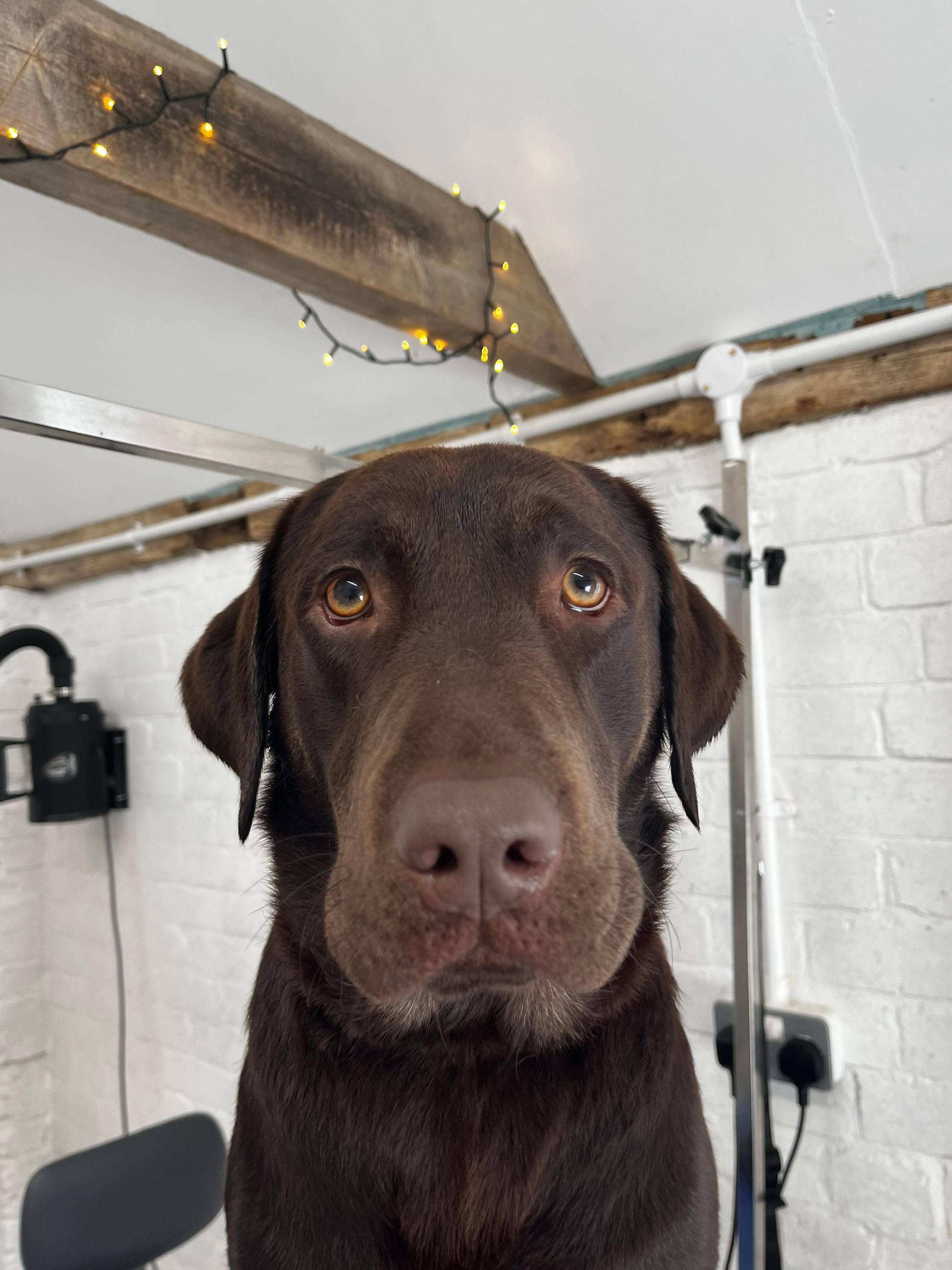 Hair and Hound Dog Grooming's image