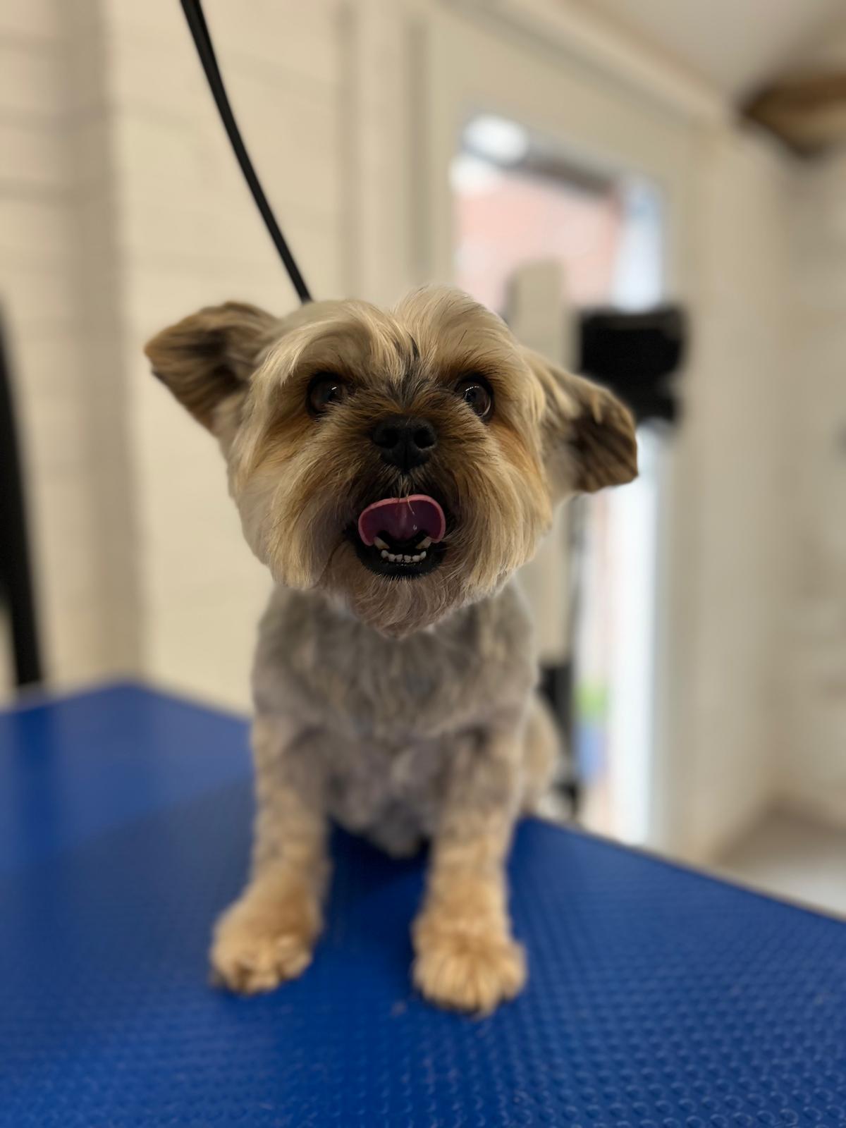 Hair and Hound Dog Grooming's image