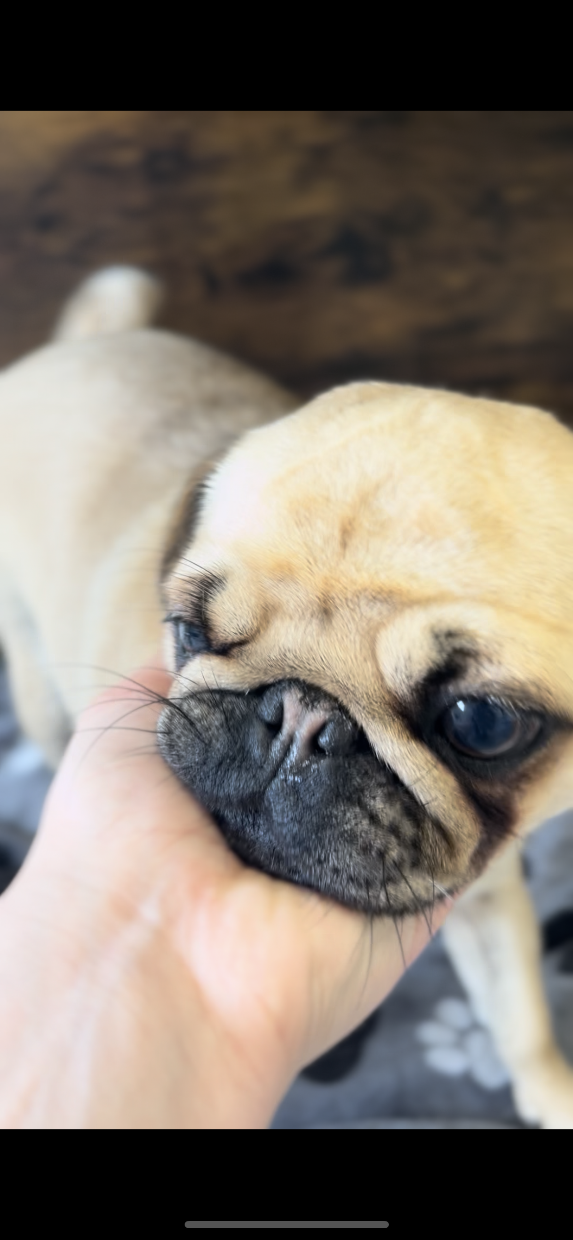 Hair and Hound Dog Grooming's image