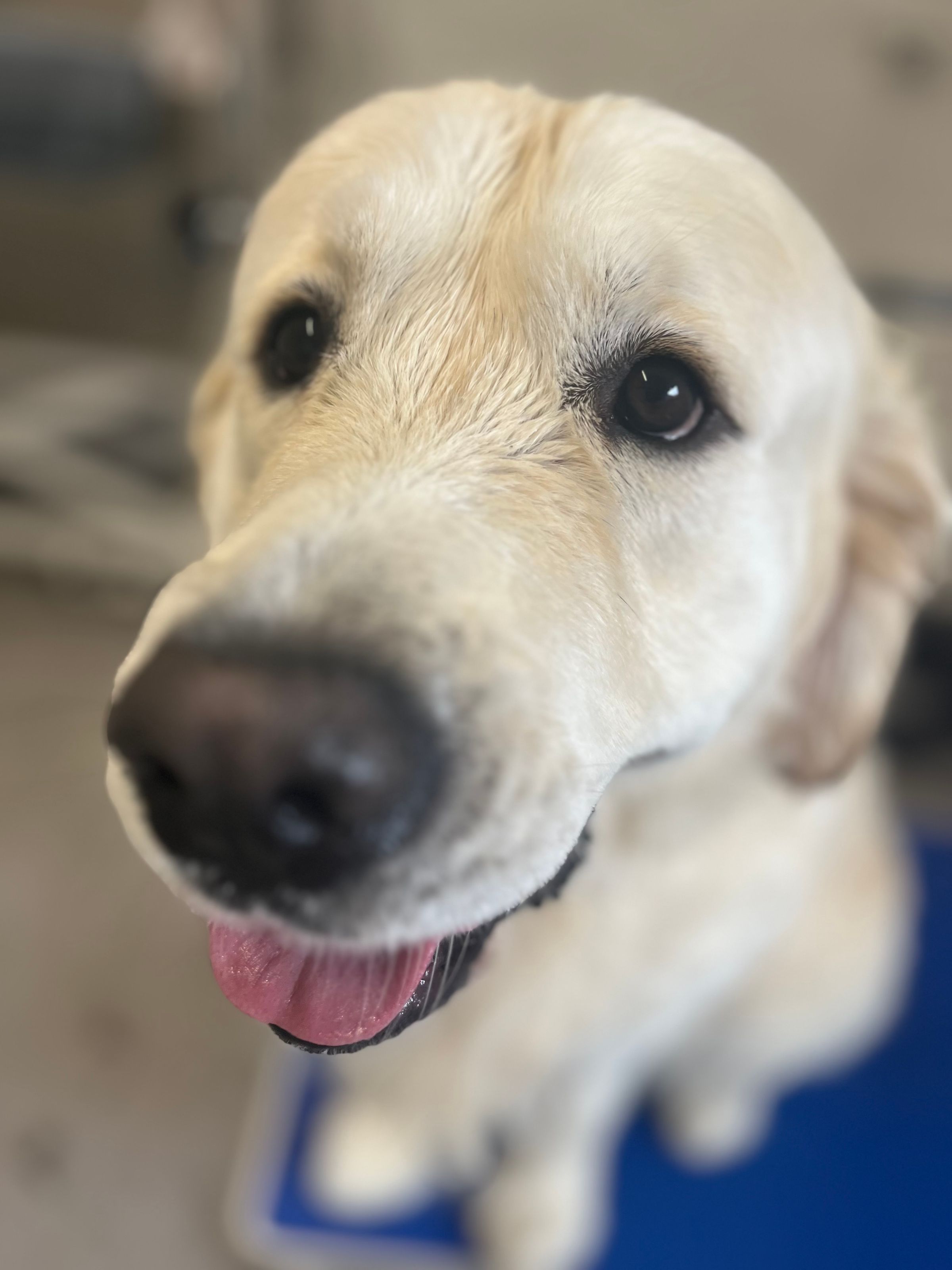 Hair and Hound Dog Grooming's image