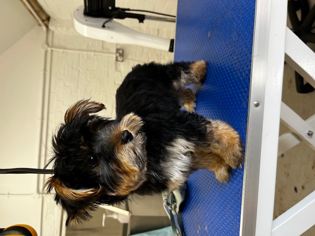 Hair and Hound Dog Grooming's image