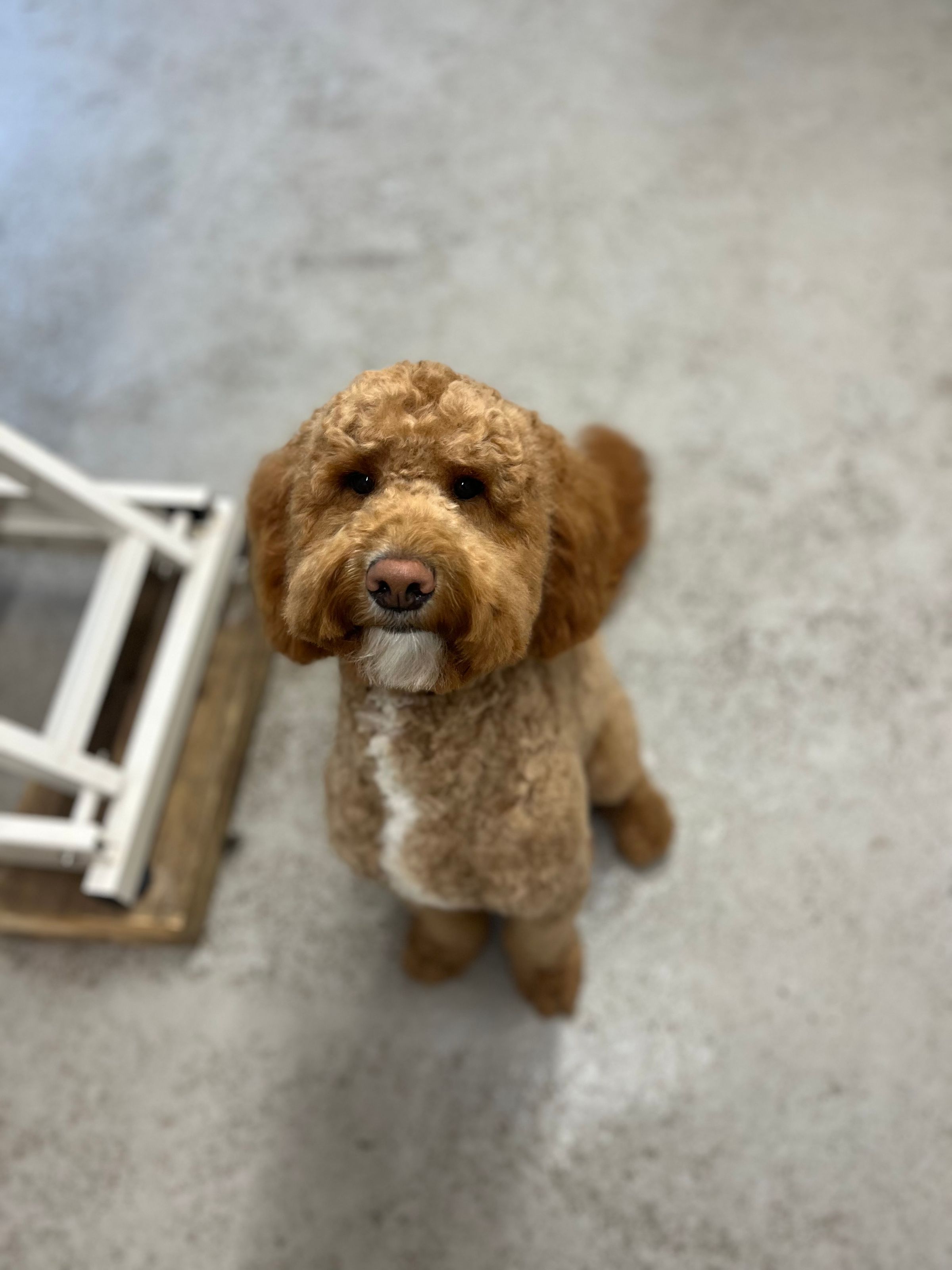 Hair and Hound Dog Grooming's image