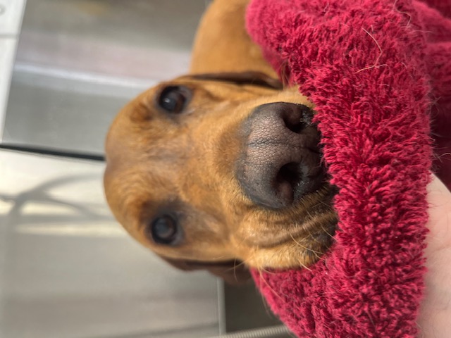Hair and Hound Dog Grooming's image