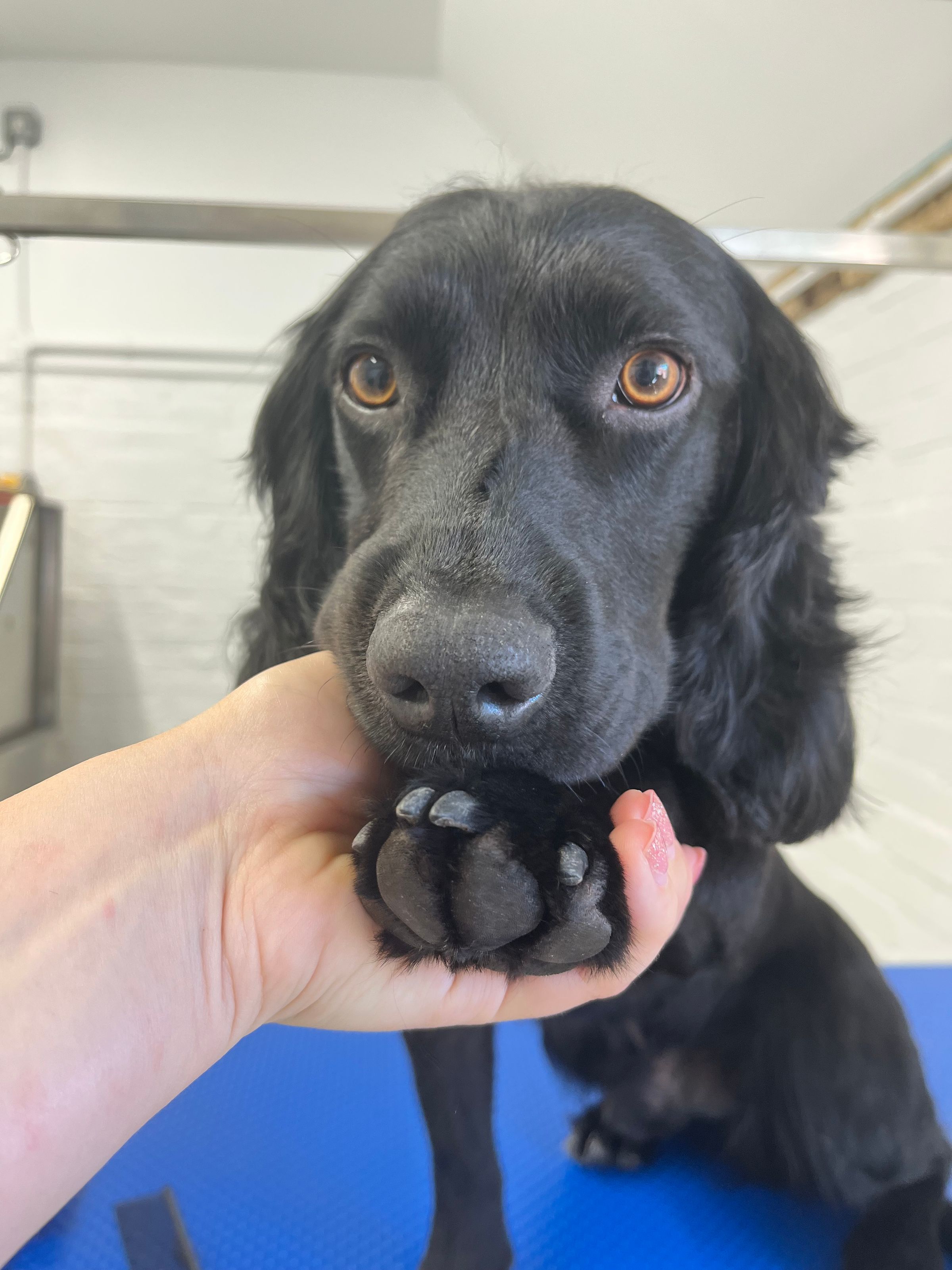 Hair and Hound Dog Grooming's image