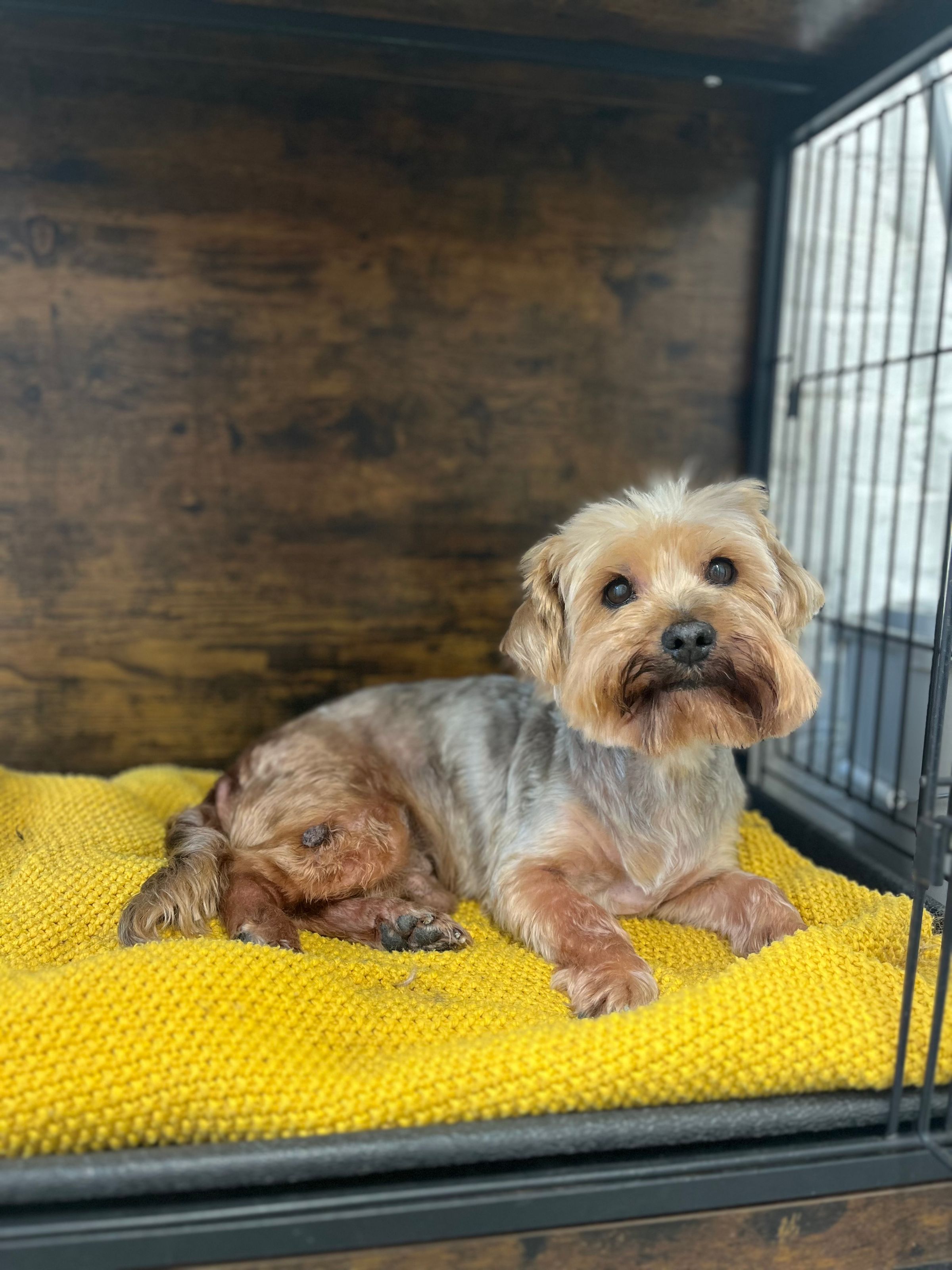 Hair and Hound Dog Grooming's image
