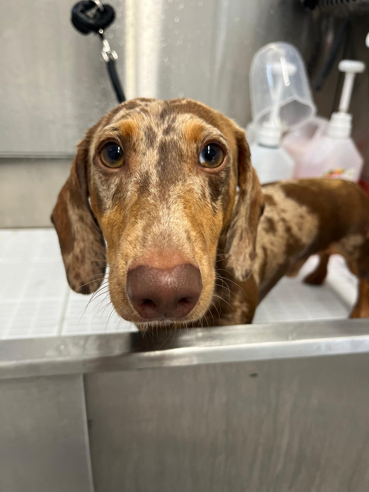 Hair and Hound Dog Grooming's image