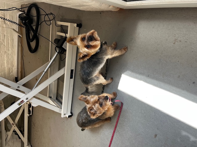 Hair and Hound Dog Grooming's image