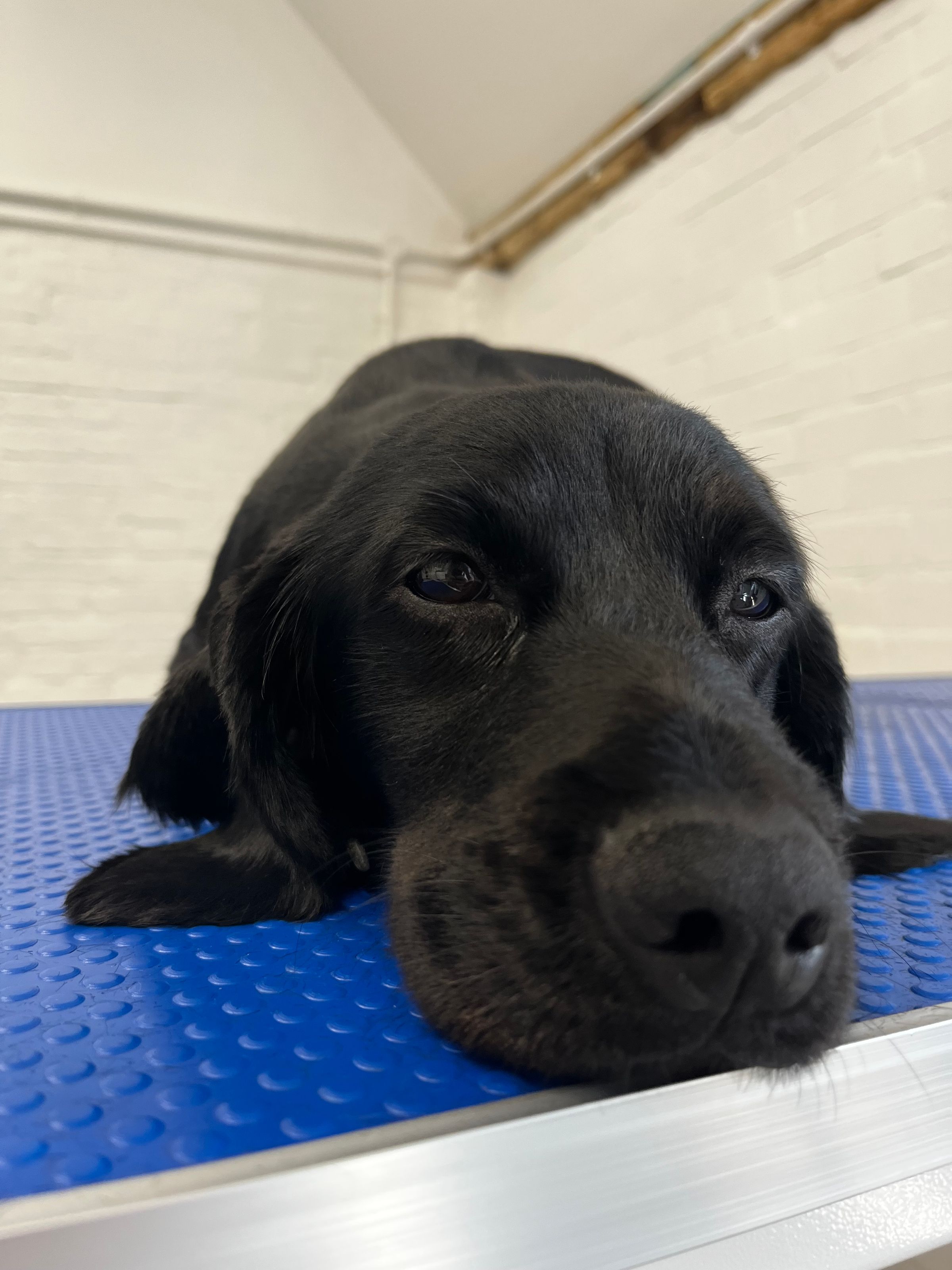 Hair and Hound Dog Grooming's image