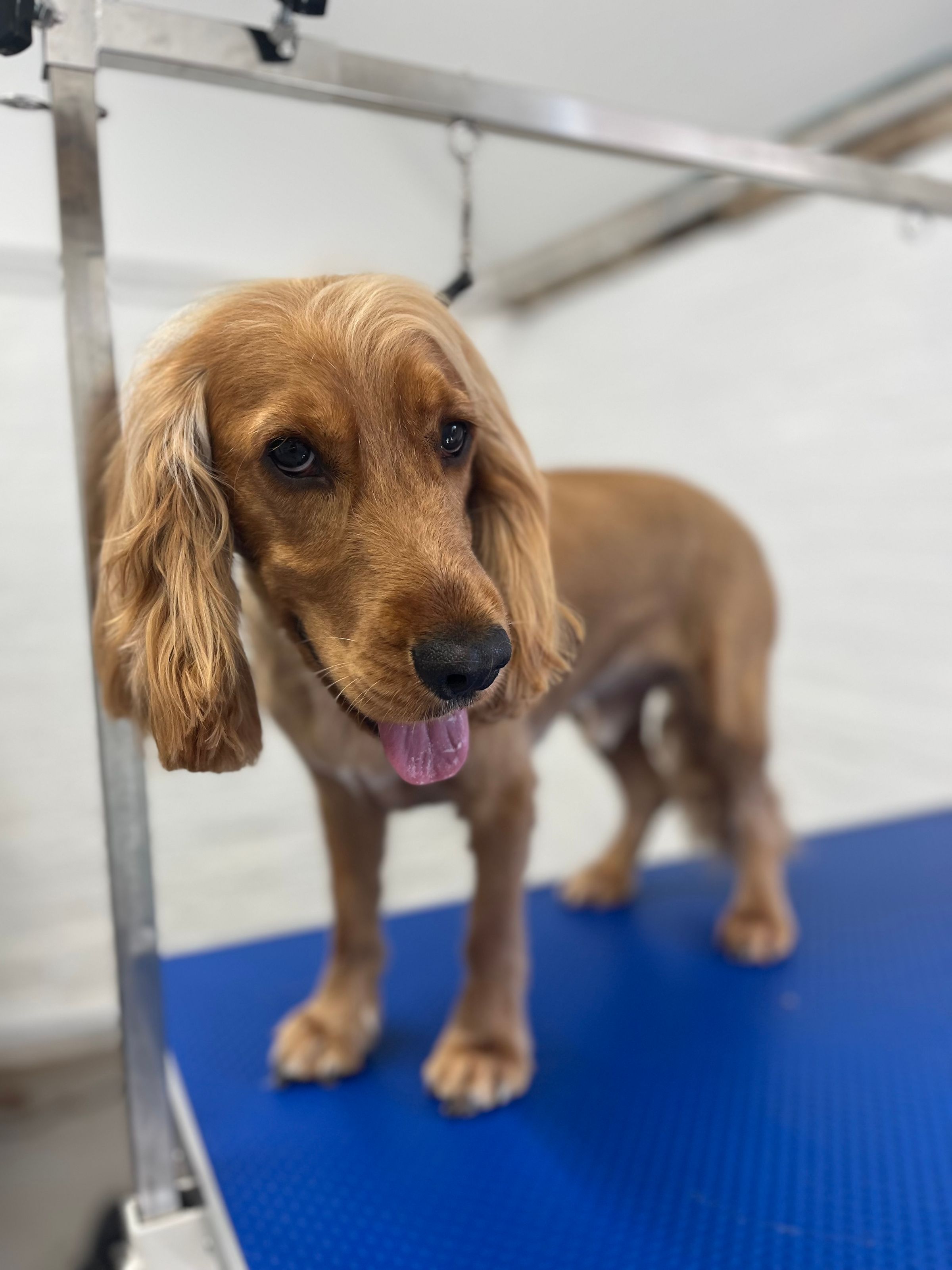 Hair and Hound Dog Grooming's image