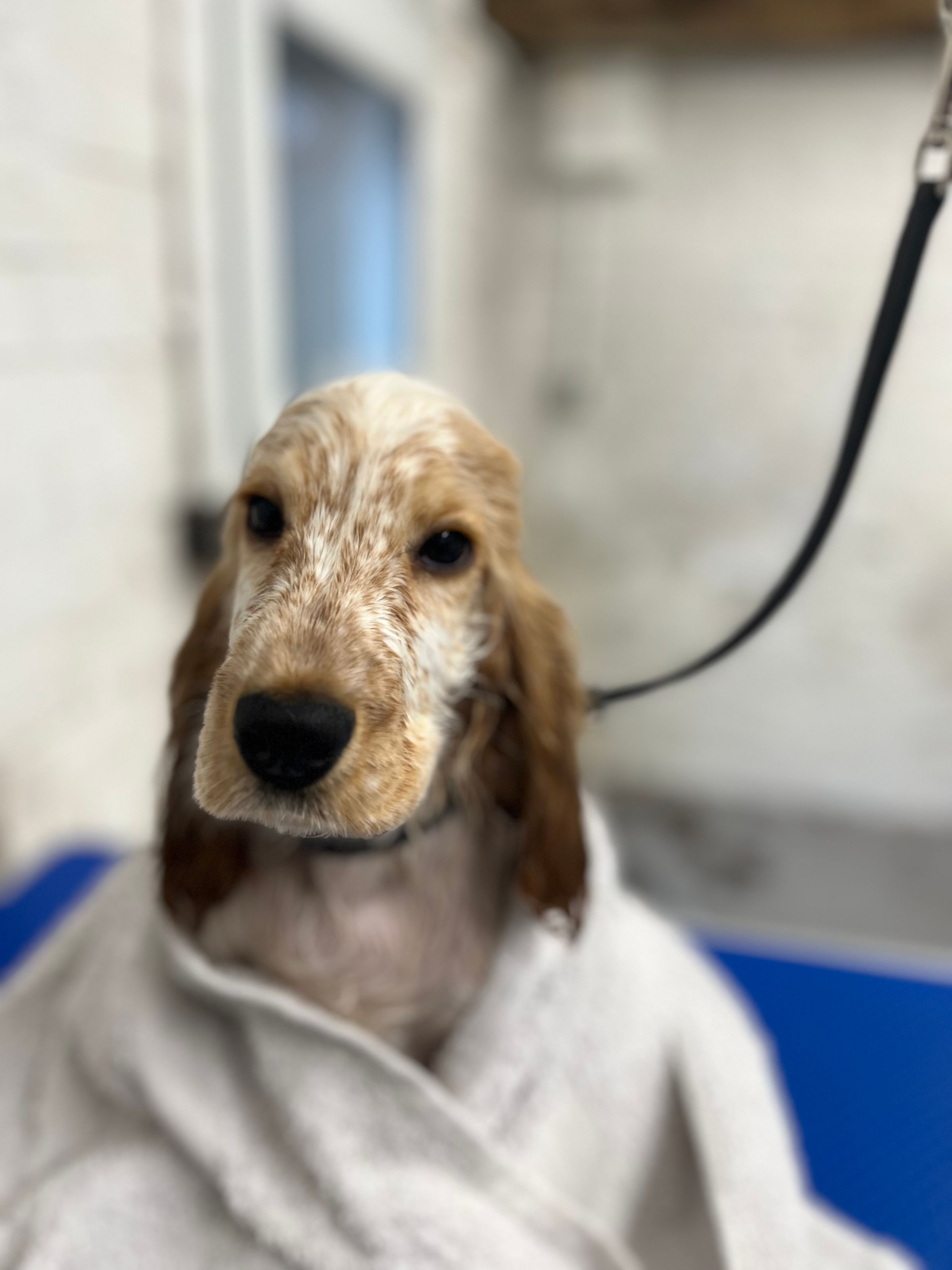 Hair and Hound Dog Grooming's image