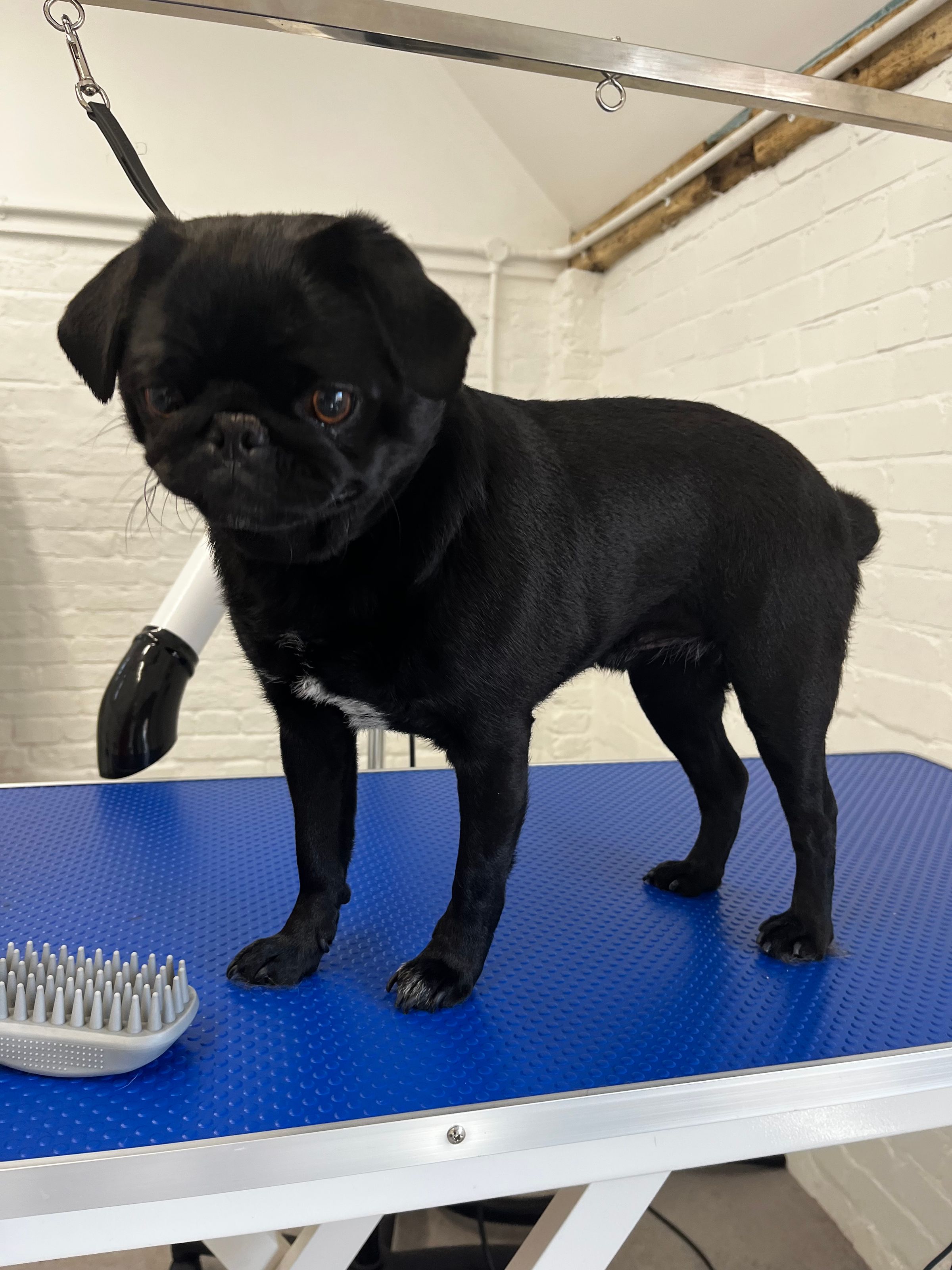 Hair and Hound Dog Grooming's image