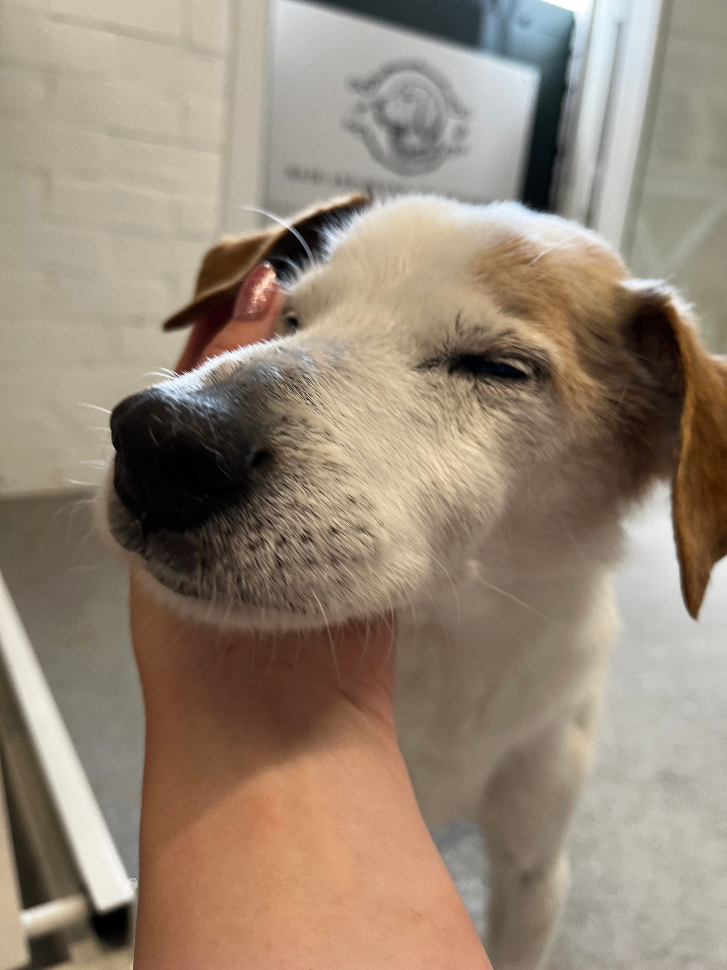 Hair and Hound Dog Grooming's image