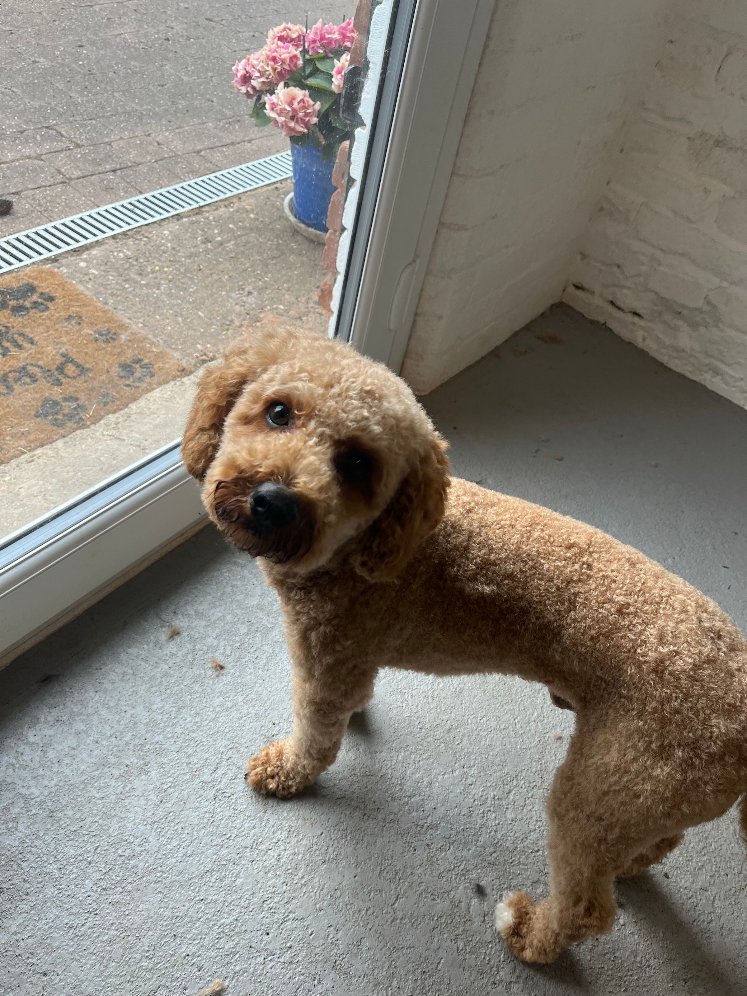 Hair and Hound Dog Grooming's image